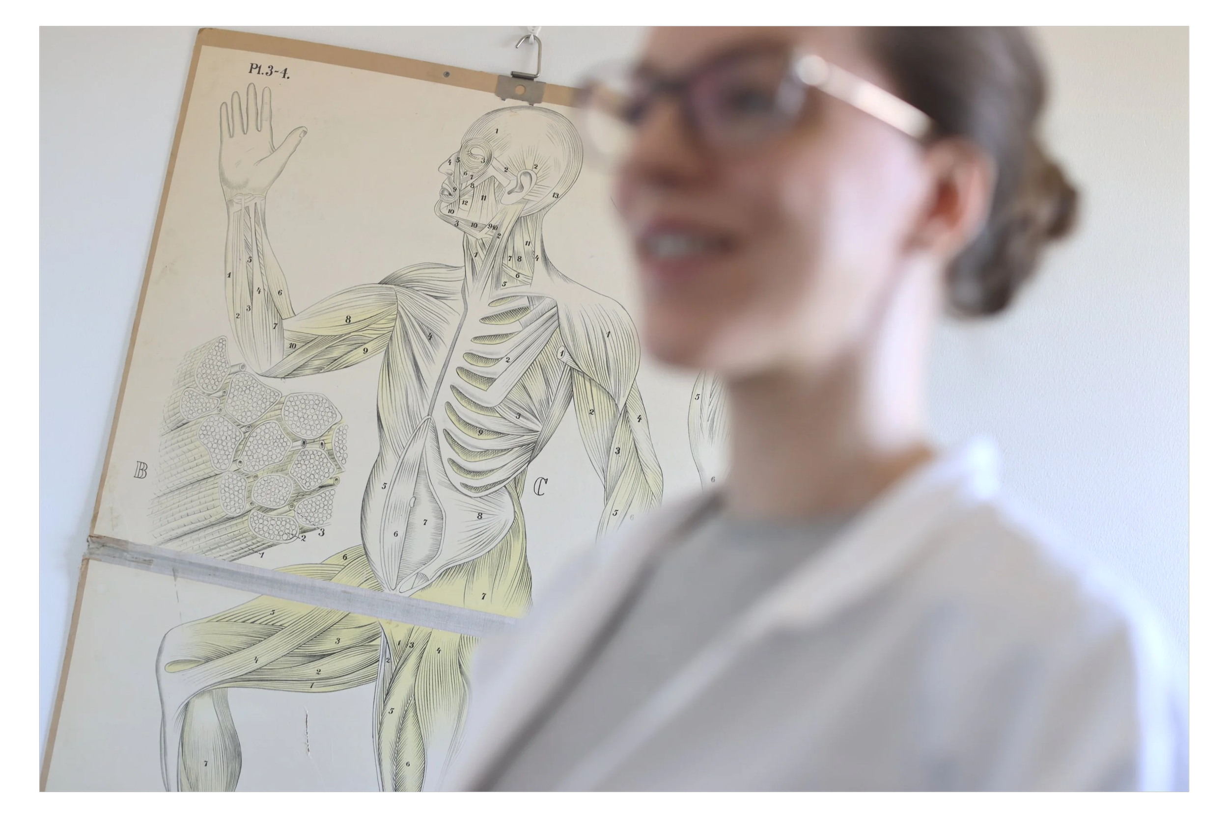Opas taulu ihmisen lihaksista ja anatomisesta rakenteesta.