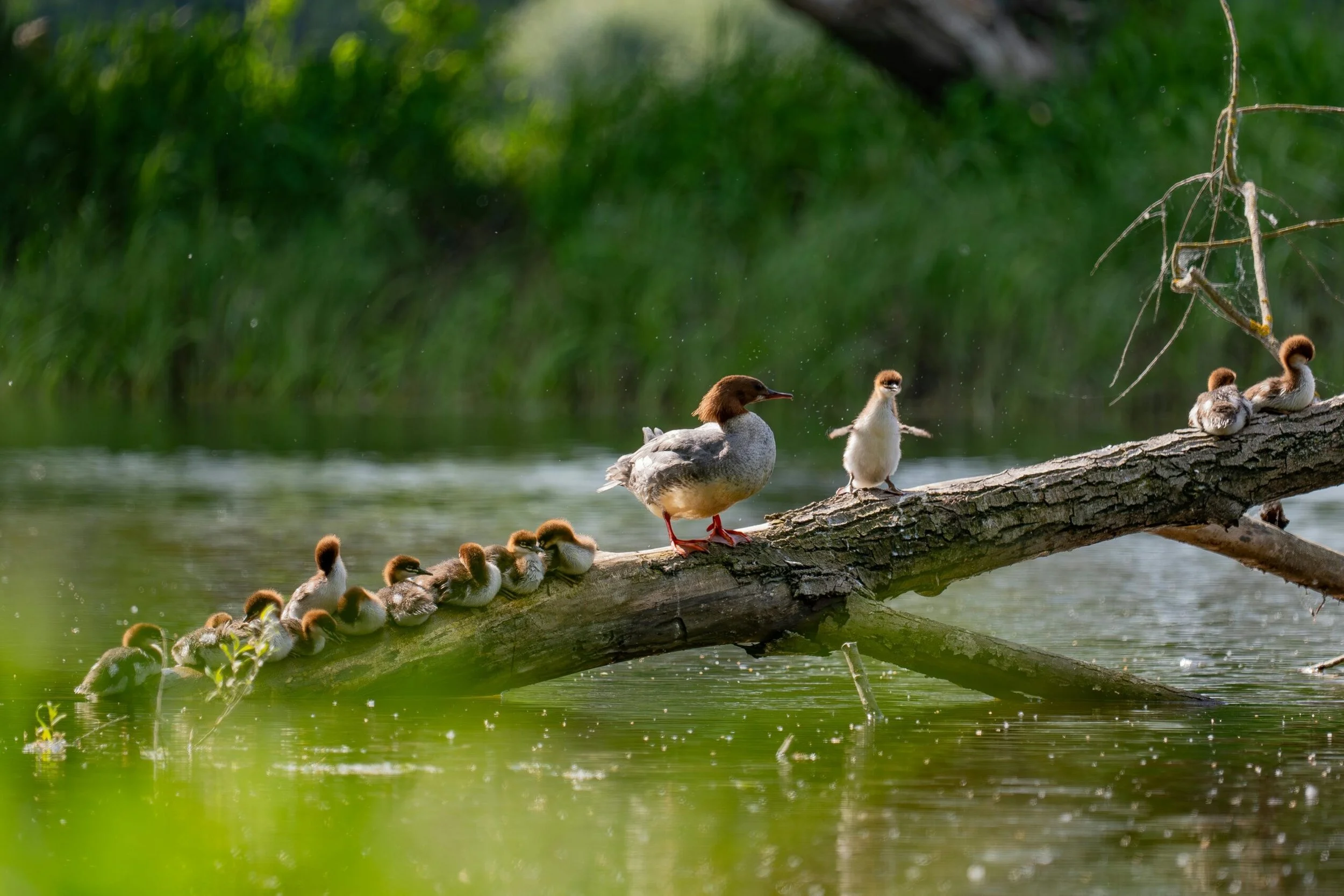 Unlearning Family Patterns of Control and Conditional Love