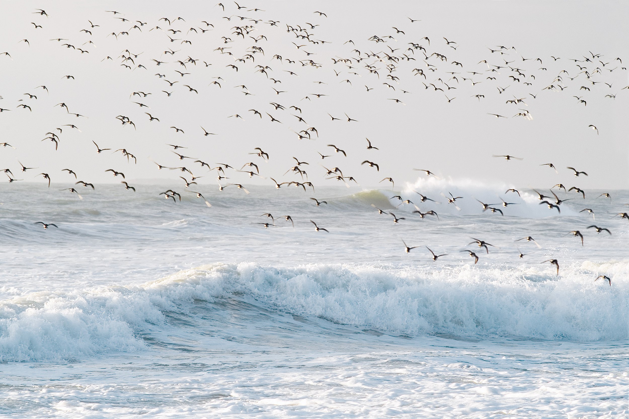vol-oiseaux-60x90---tif.jpg