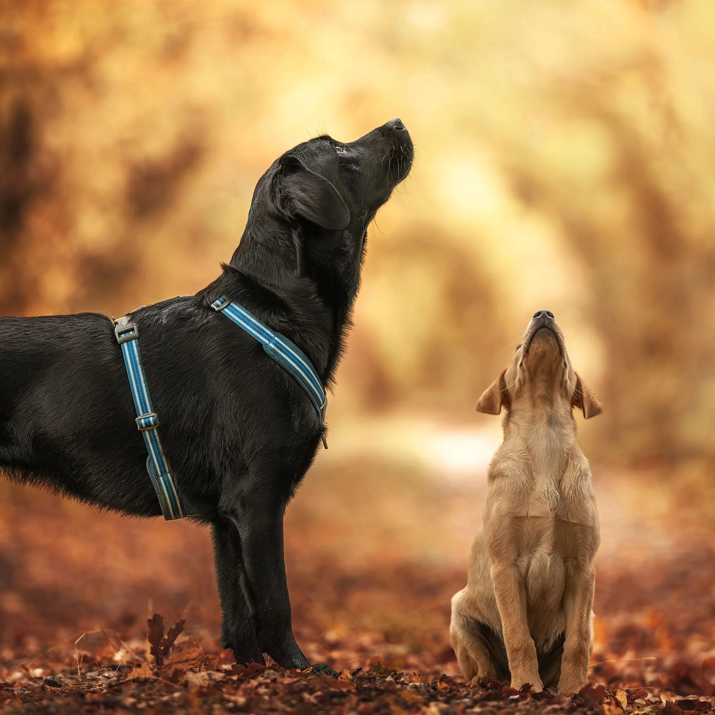 Accompagnement d'adoption