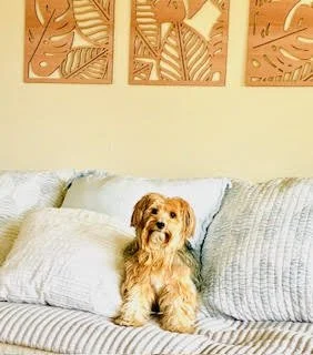 A small, fluffy brown and white dog sitting on a bed with white and striped pillows, in a cozy bedroom with three wooden framed abstract art pieces on the wall.
