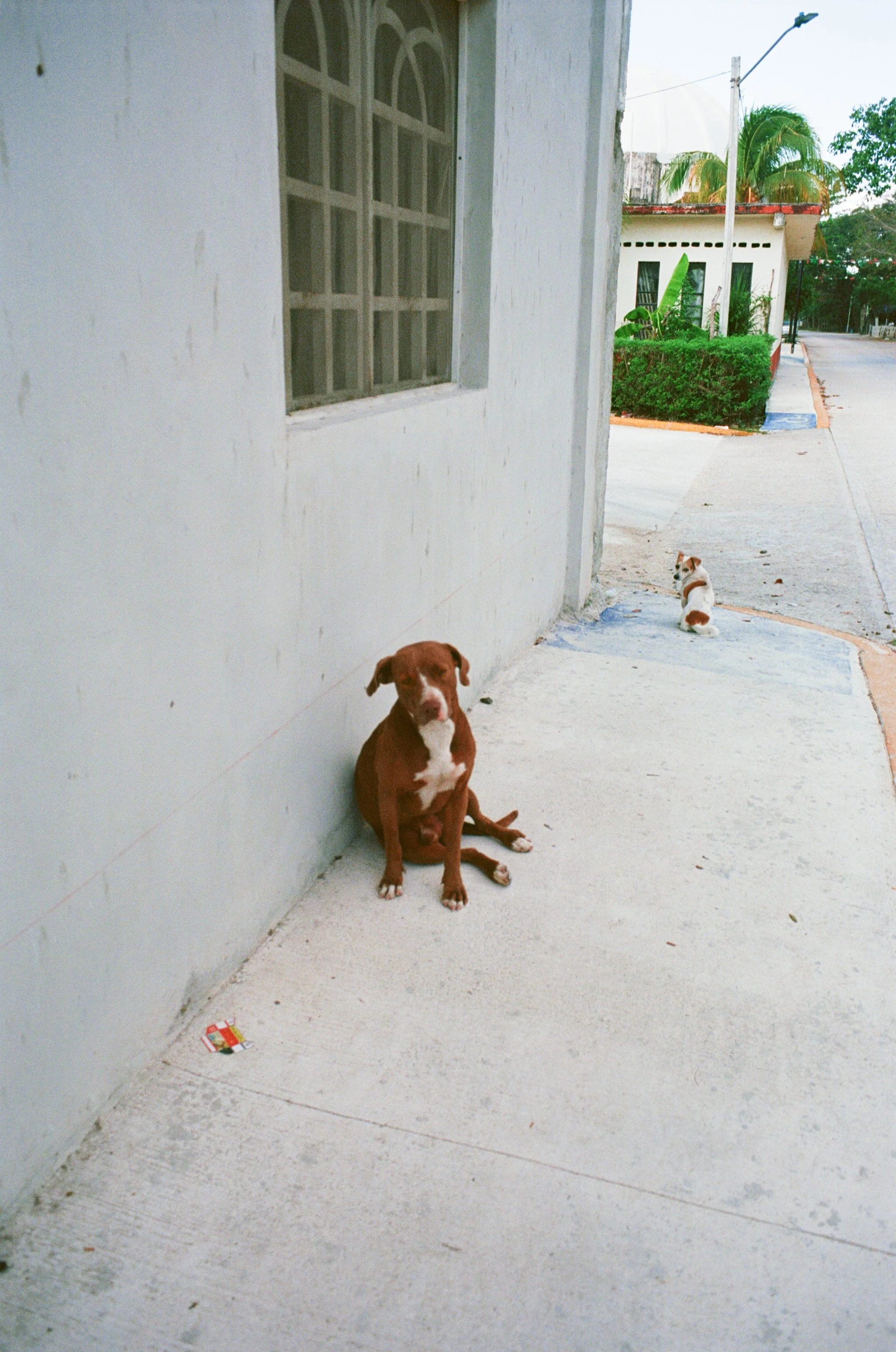 pups.jpg