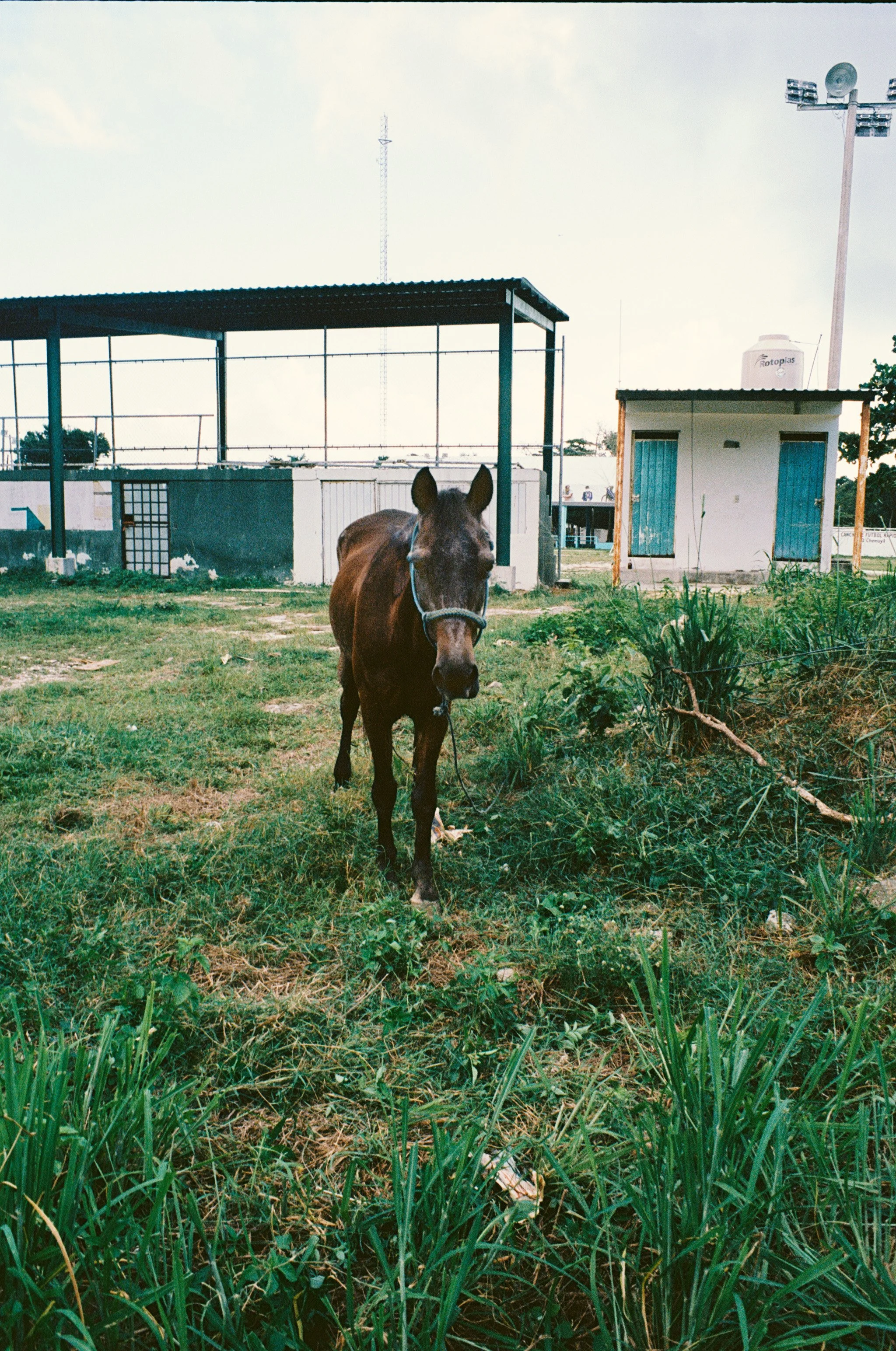 horse.jpg
