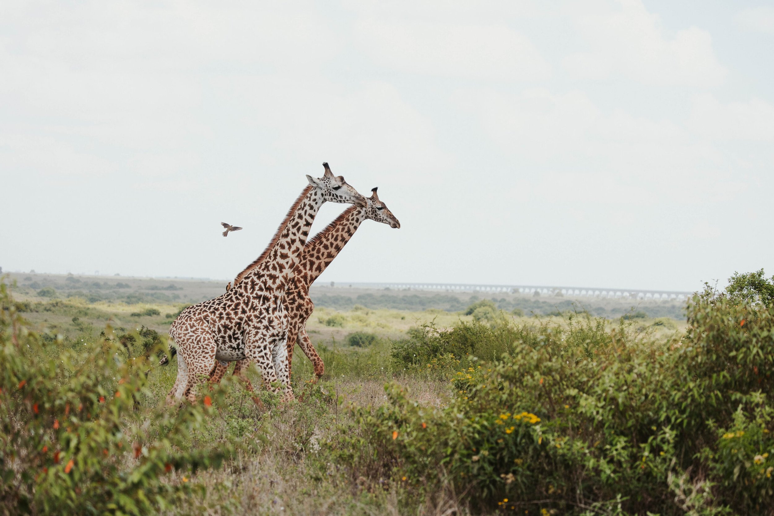 Ololo-Safaris-65838-1-scaled (1).jpg