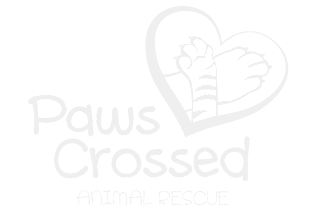 Logo for Paws Crossed Animal Rescue featuring a white cat with stripes inside a heart outline and the words "Paws Crossed" and "Animal Rescue" in white against a black background.