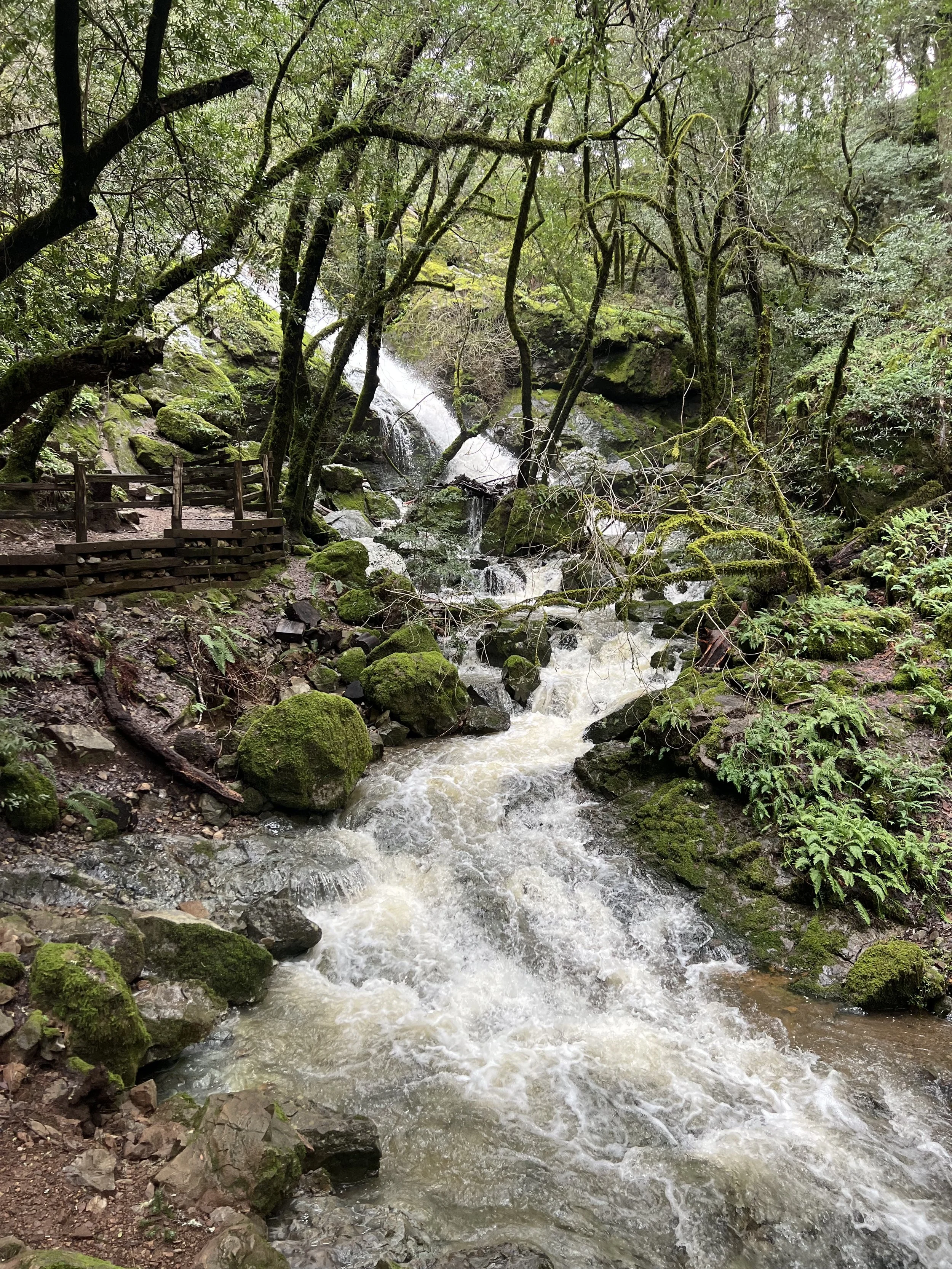 A rushing mountain stream flowing through a lush, green forest with moss-covered rocks and trees.