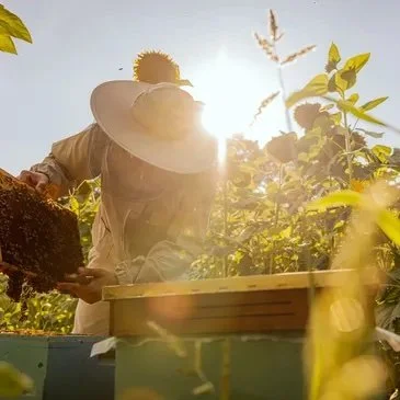 Beekeeper tending hives in the Alpine-Adriatic region, home of the prized Carniolan bee.