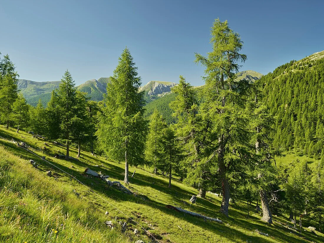 The Forest Above the Treeline