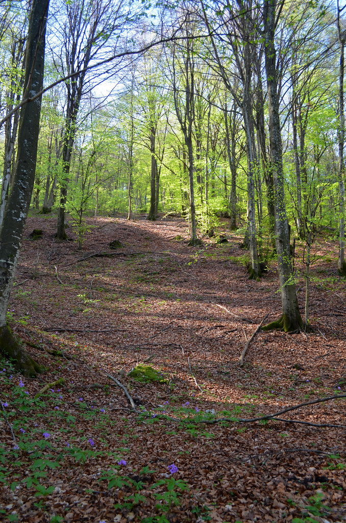 In the Truffle Woods of Friuli