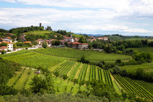 The Wine Hills of Collio and Brda