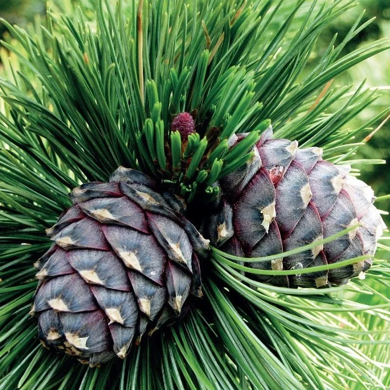 Close-up of pine cones on a pine tree with green needles and small purple pine cone flower.