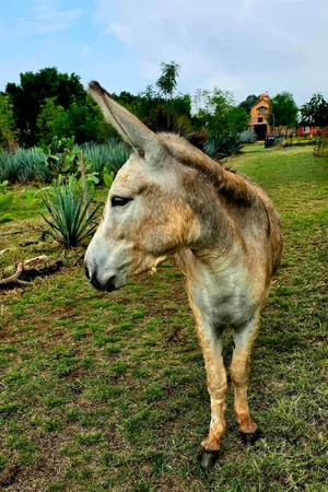 Burro