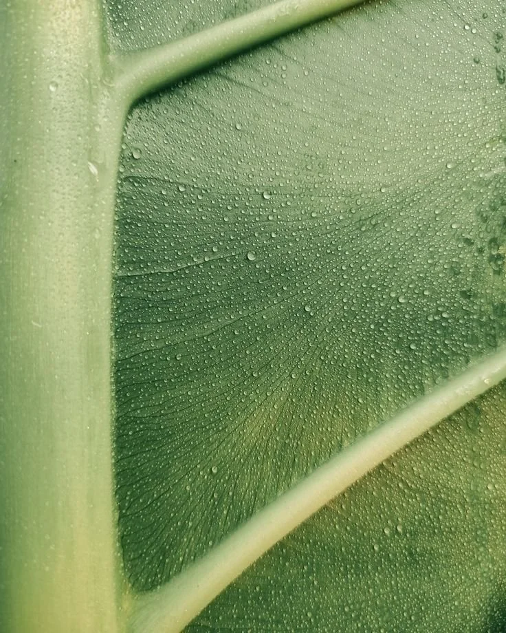 Close-up of green plant stem with water droplets and textured leaf surface.