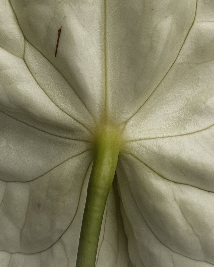 Close-up of a white flower leaf showing veins and a green stem.