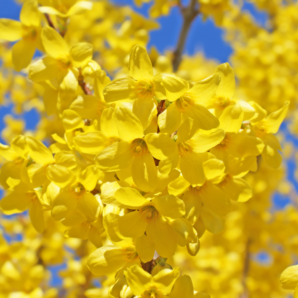 Spring Home Maintenance Checklist for New England Homes
