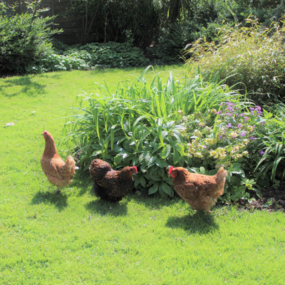 What We Learned Raising Backyard Chickens for 14 Years
