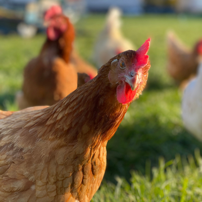 Backyard Chickens: What Every New England Homeowner Should Know