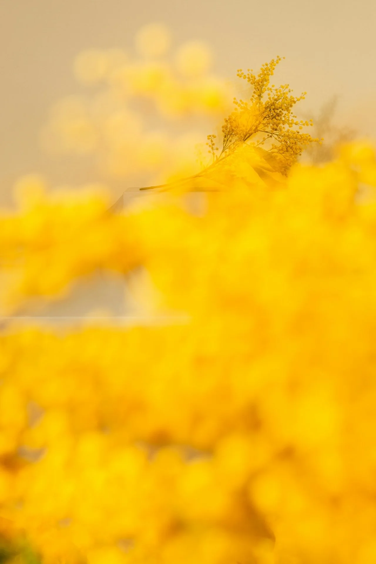 A blurred photo of yellow flowers, with a clear focus on a small bouquet of yellow flowers against a neutral background.