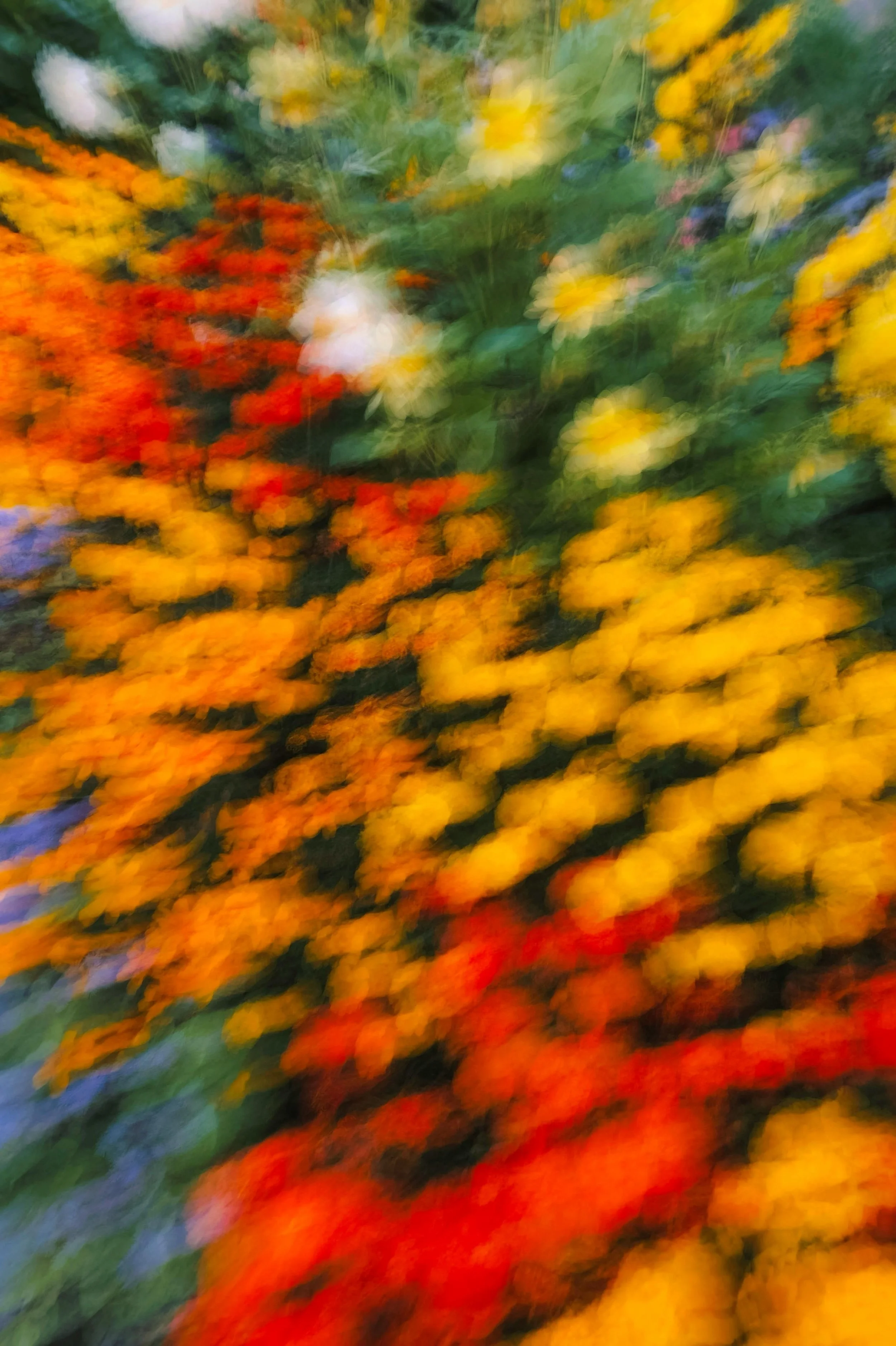 Blurred image of vibrant autumn flowers in yellow, orange, red, white, and purple colors.