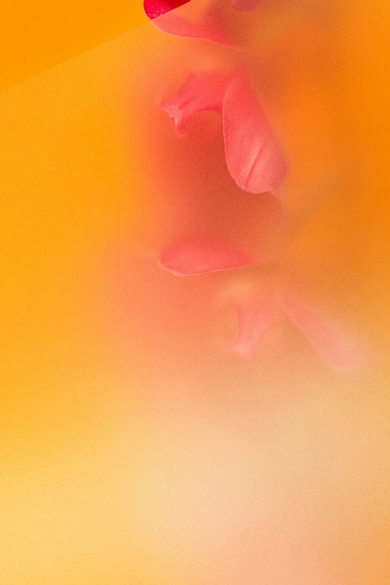Close-up of pink rose petals on an orange and yellow background with a soft focus.