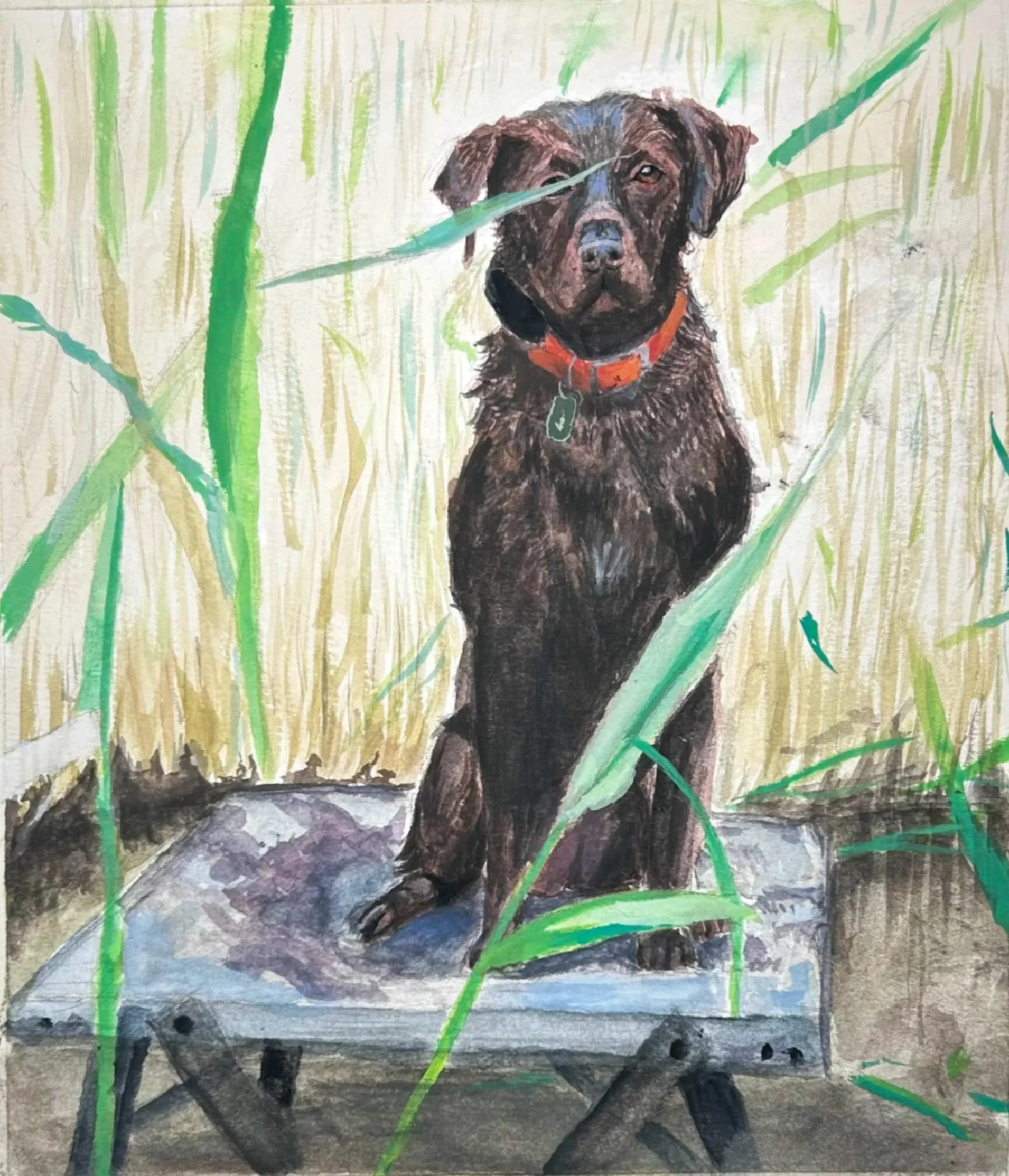 Pet Portraits