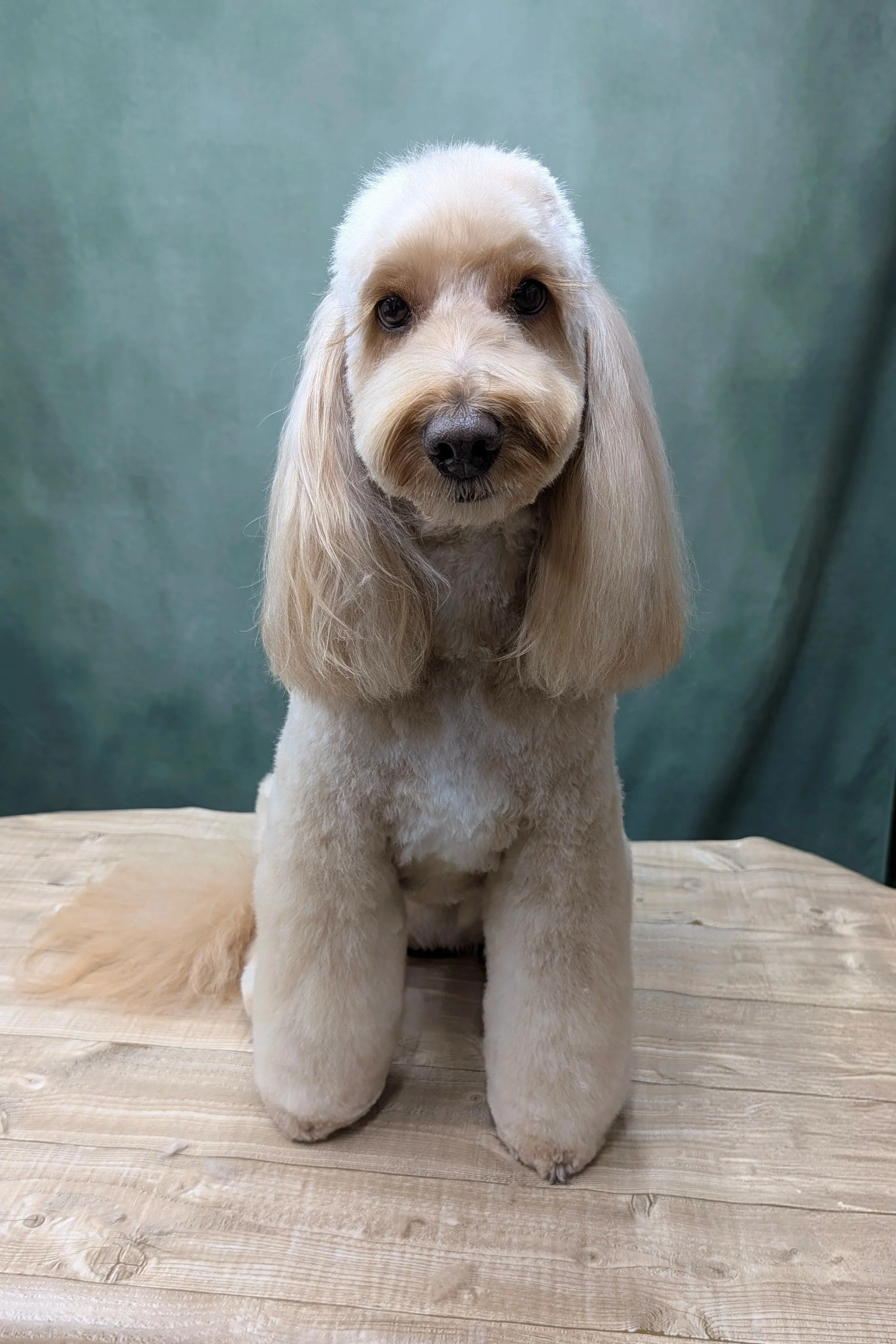 A cockapoo with a well-groomed, fluffy coat sitting on a wooden surface against a plain teal background.