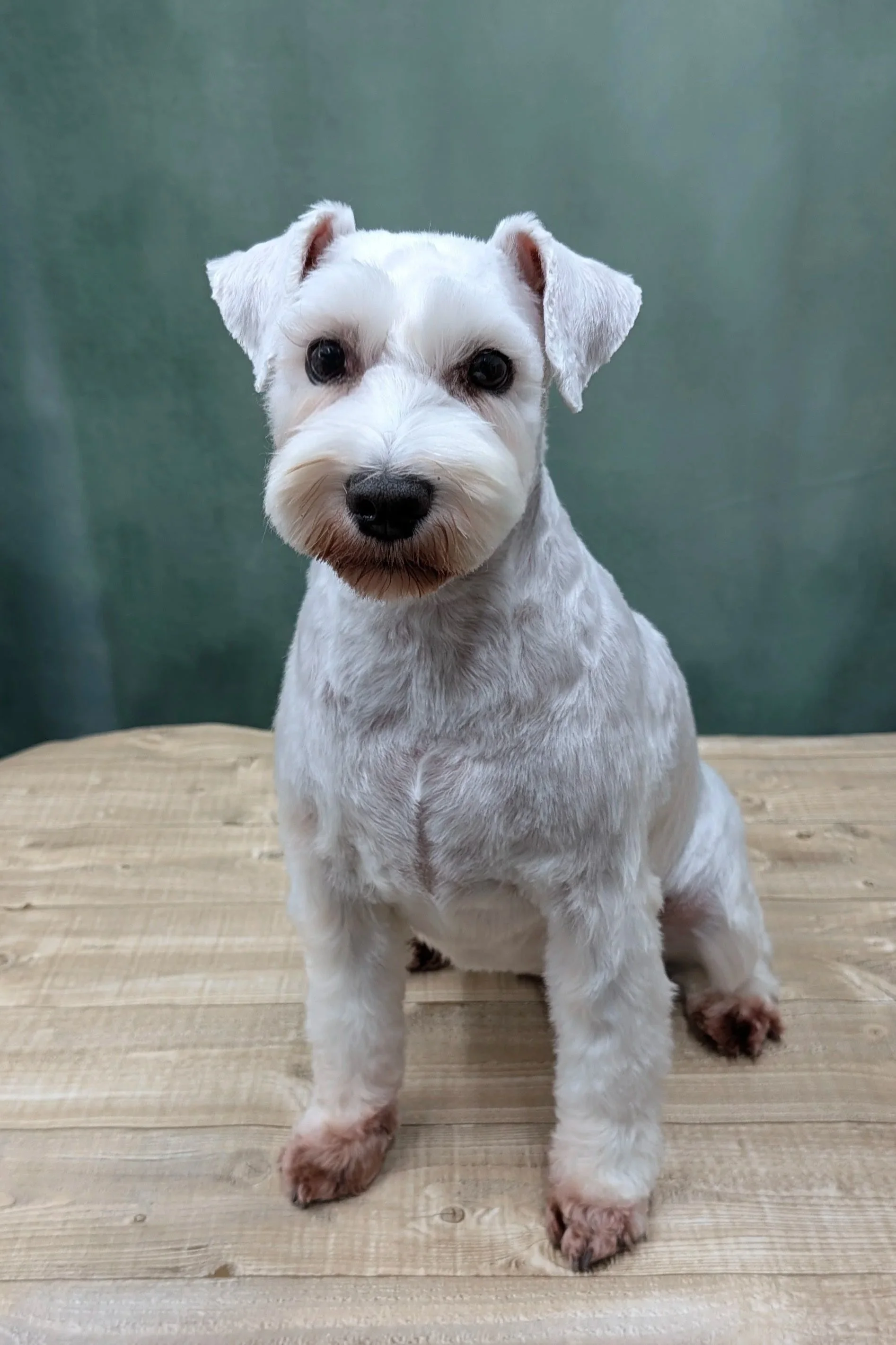 Cute white puppy with dark eyes sitting on a wooden floor against a greenish background.