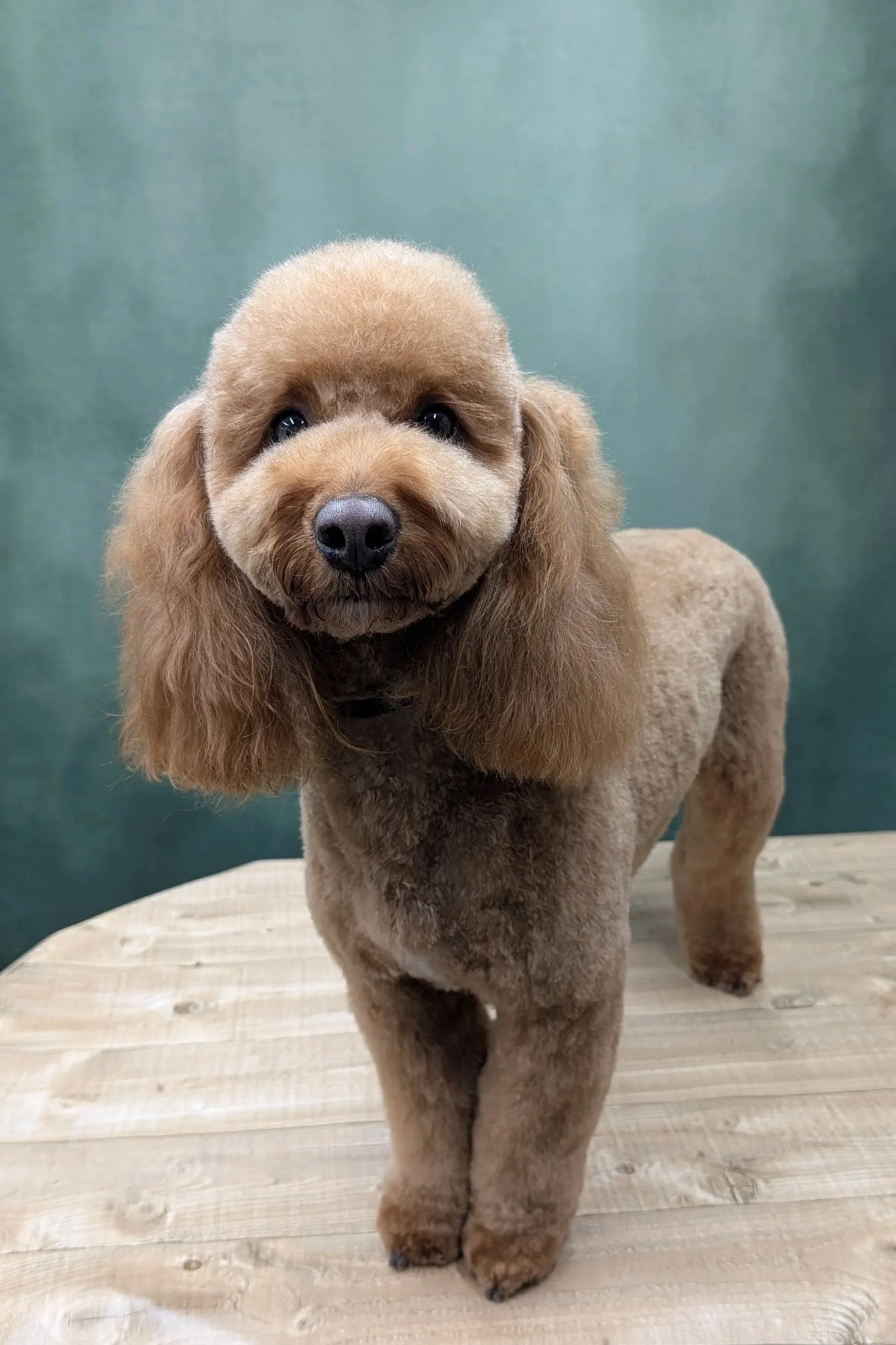 A cute, small dog with fluffy brown fur and long ears standing on a light wooden surface against a green background.