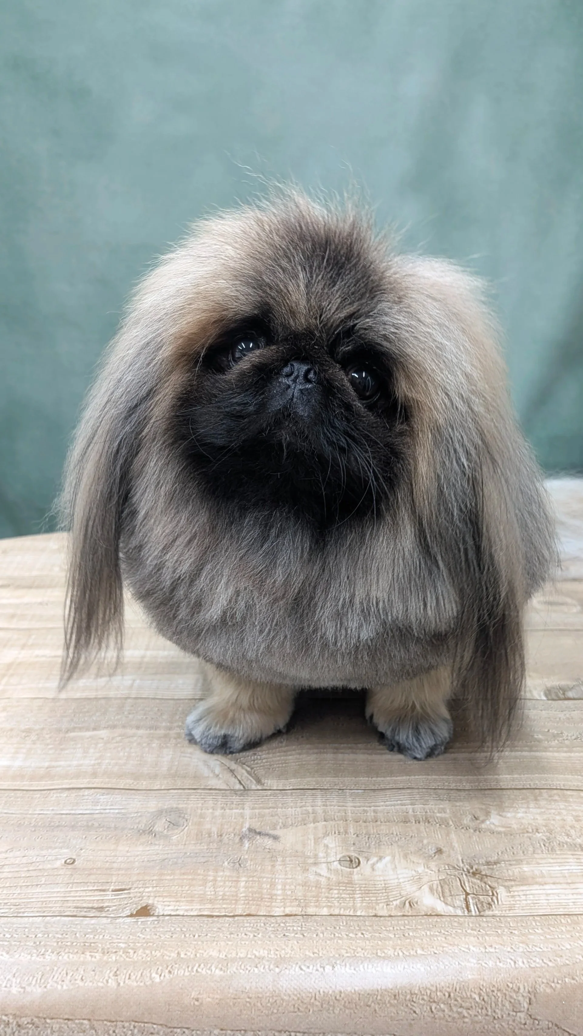 A small dog with a fluffy, long coat and a flat face sitting on a wooden surface.