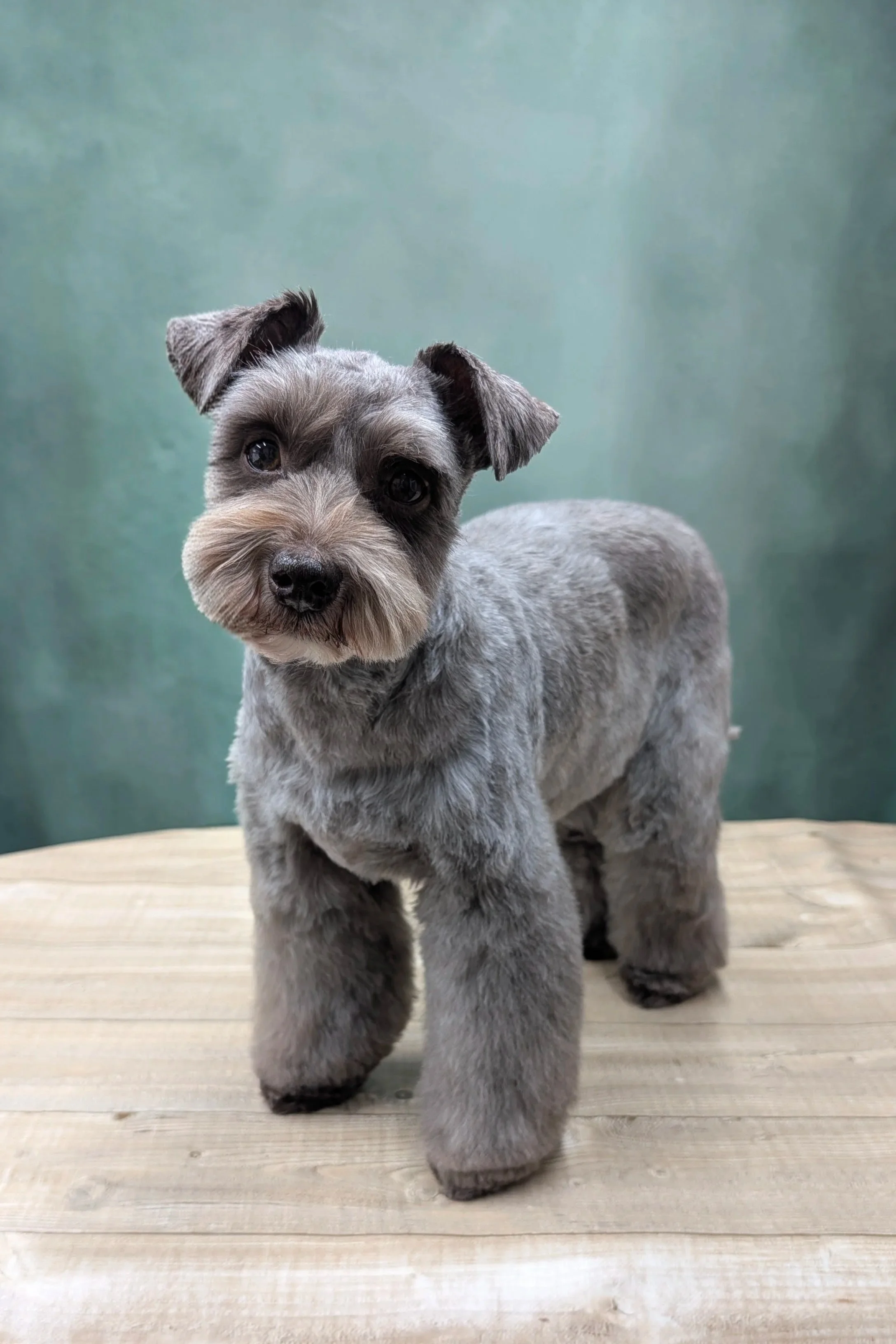 Cute chocolate Miniature Schnauzer puppy standing on a wooden surface with a green background.