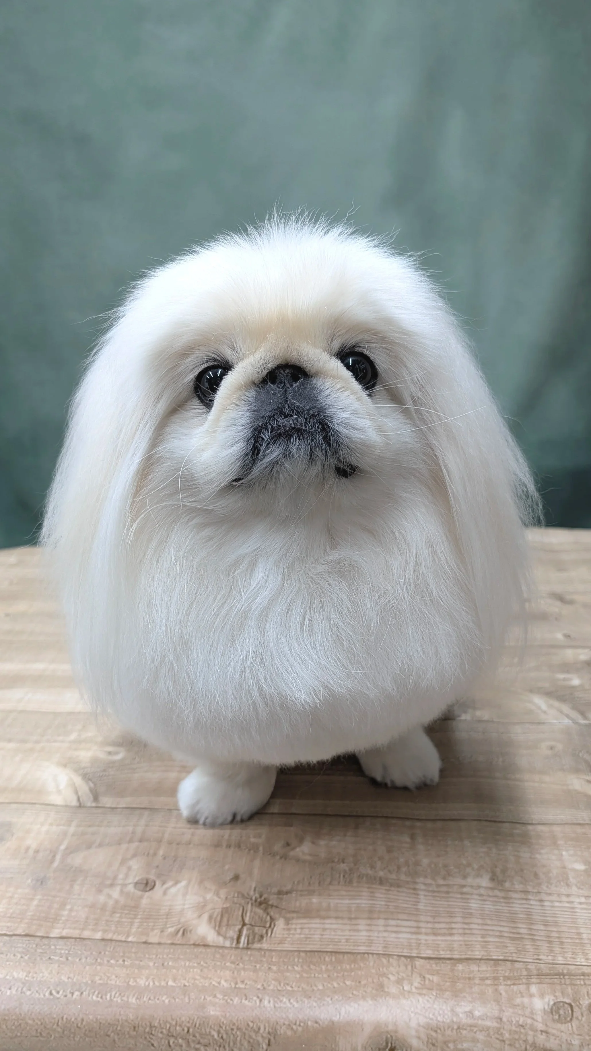 A cute white Pekingese dog with long fur standing on a wooden surface, looking directly at the camera.