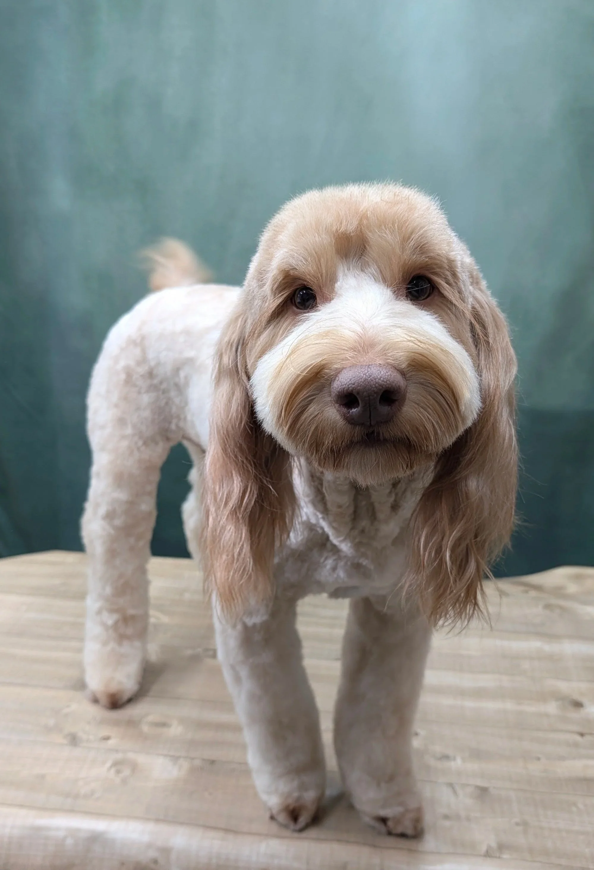 A cute labradoodle with long, long ears and a white and light brown coat standing on a wooden floor with a teal-colored wall in the background.