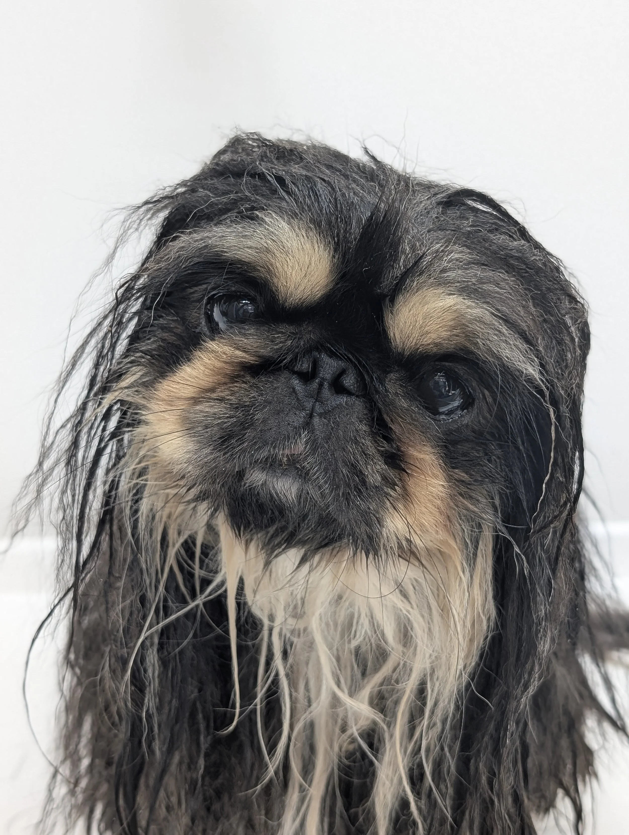 Close-up of a puppy with wet fur, looking at the camera against a plain white background.