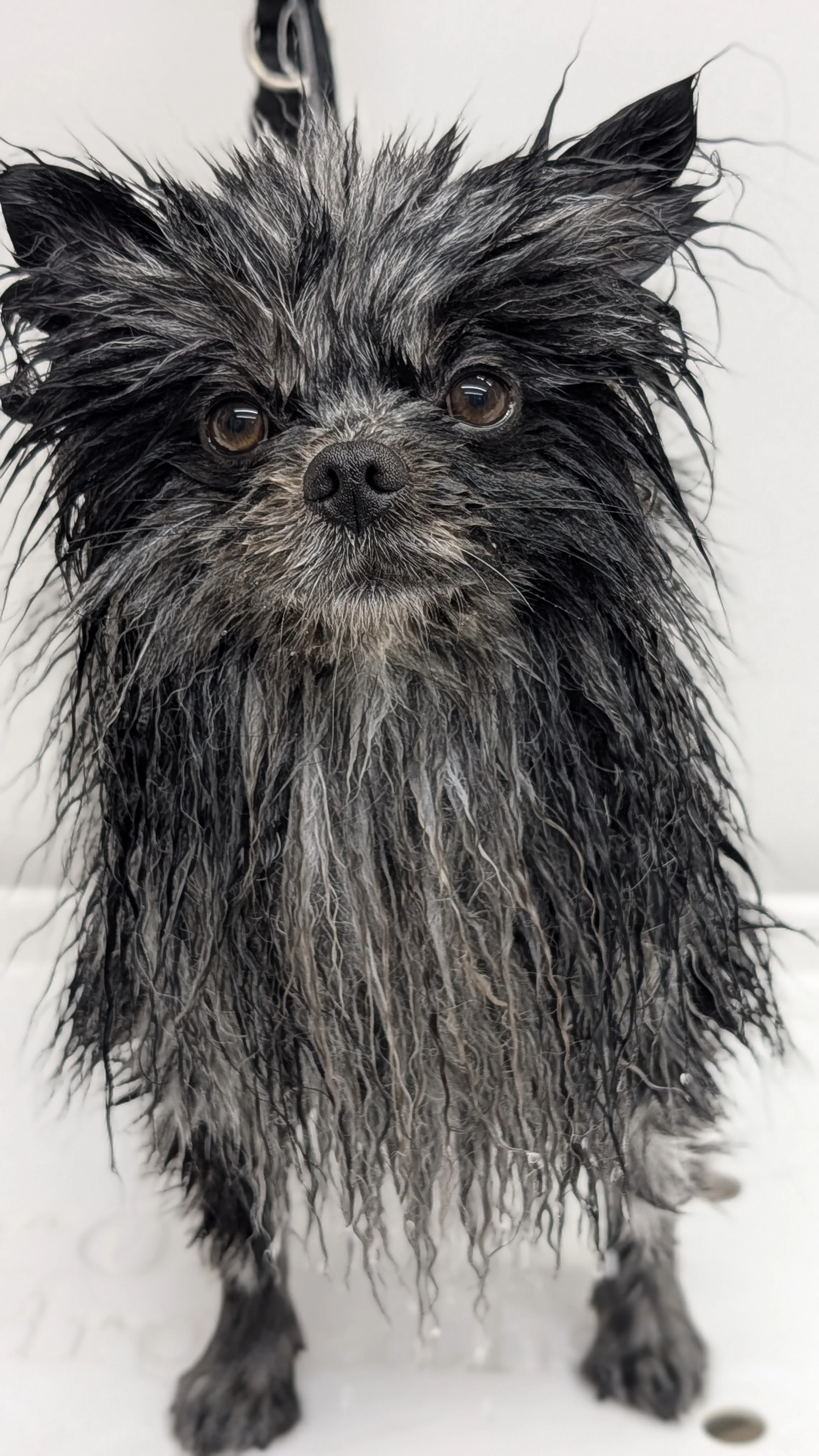 Wet black and gray dog with long, wet fur, standing on a white surface.