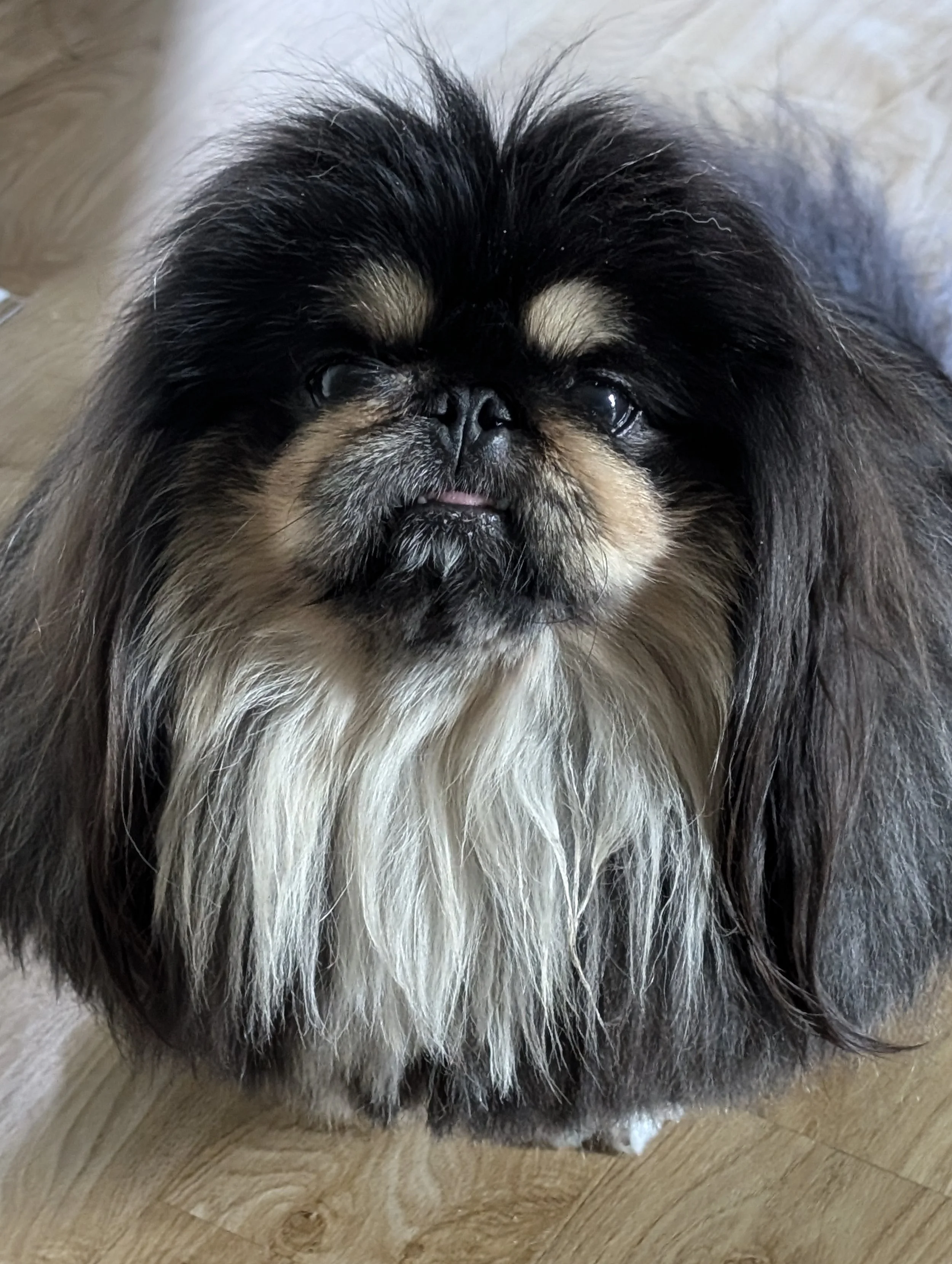 Close-up of a fluffy dog with black, tan, and white fur, lying on a wooden floor.