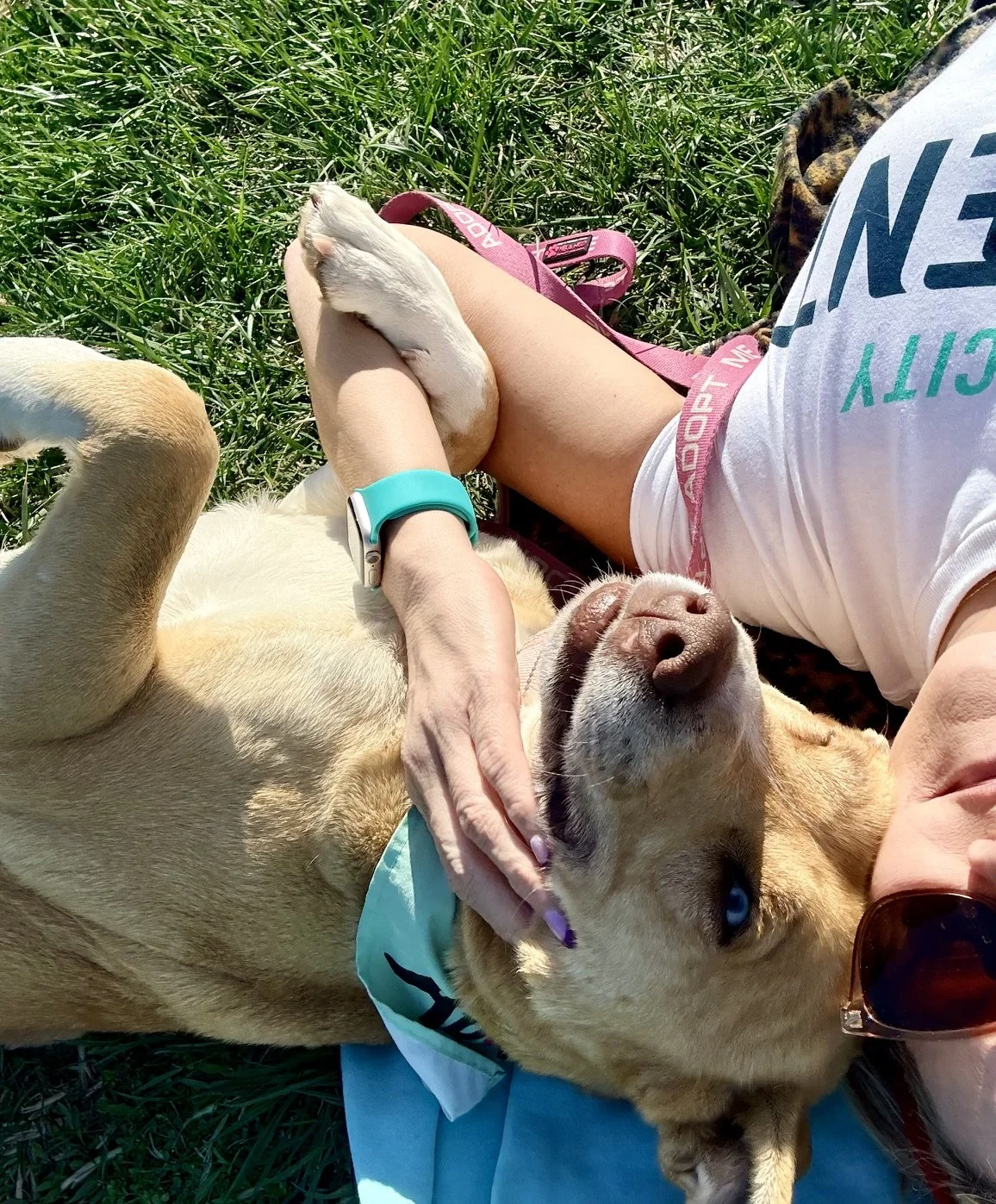 A person lying on green grass petting a golden retriever's face, with the dog's eyes open and tongue slightly out, enjoying a sunny day outdoors.