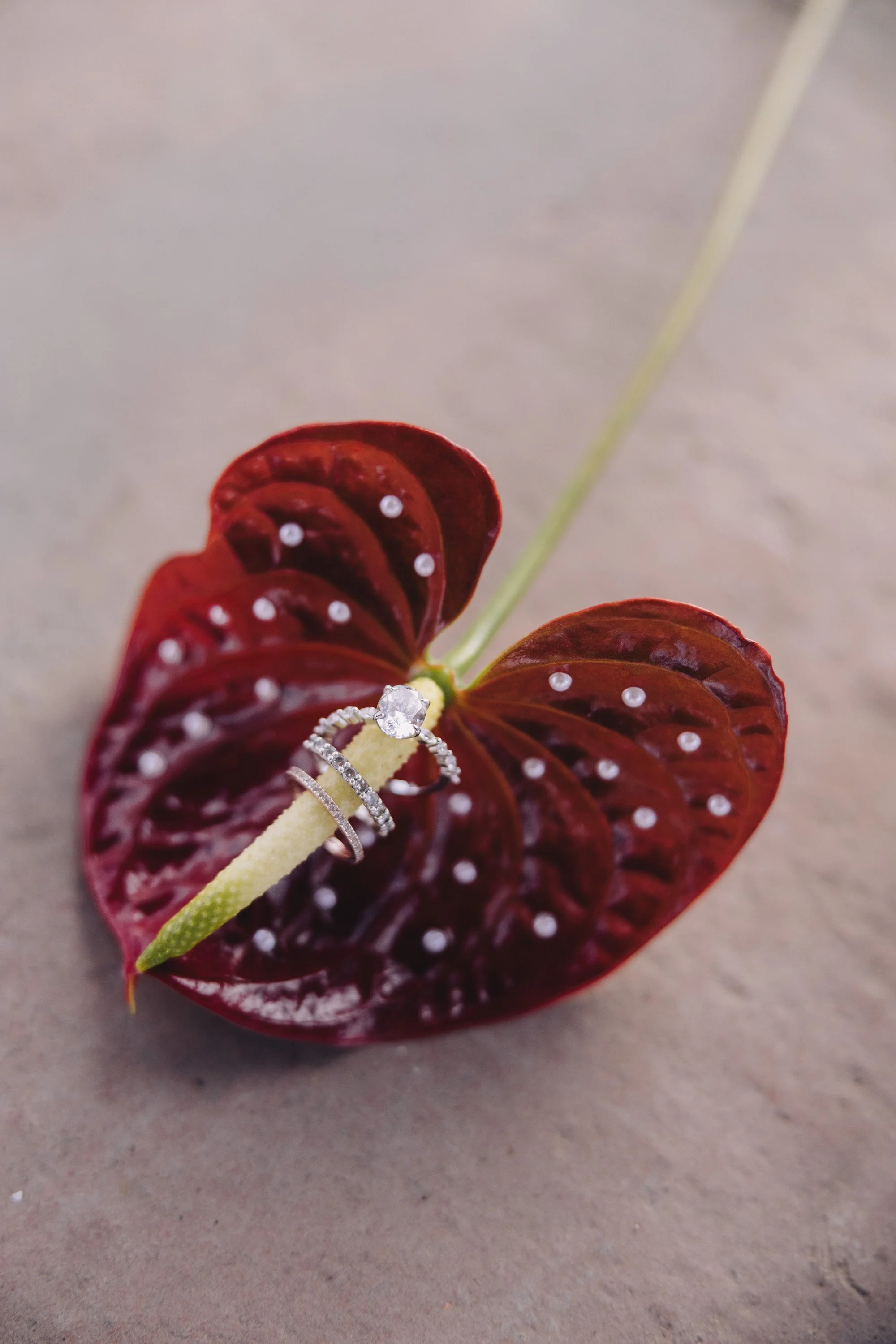 Close-up of engagement and wedding rings styled on a deep red anthurium flower as part of wedding detail photography