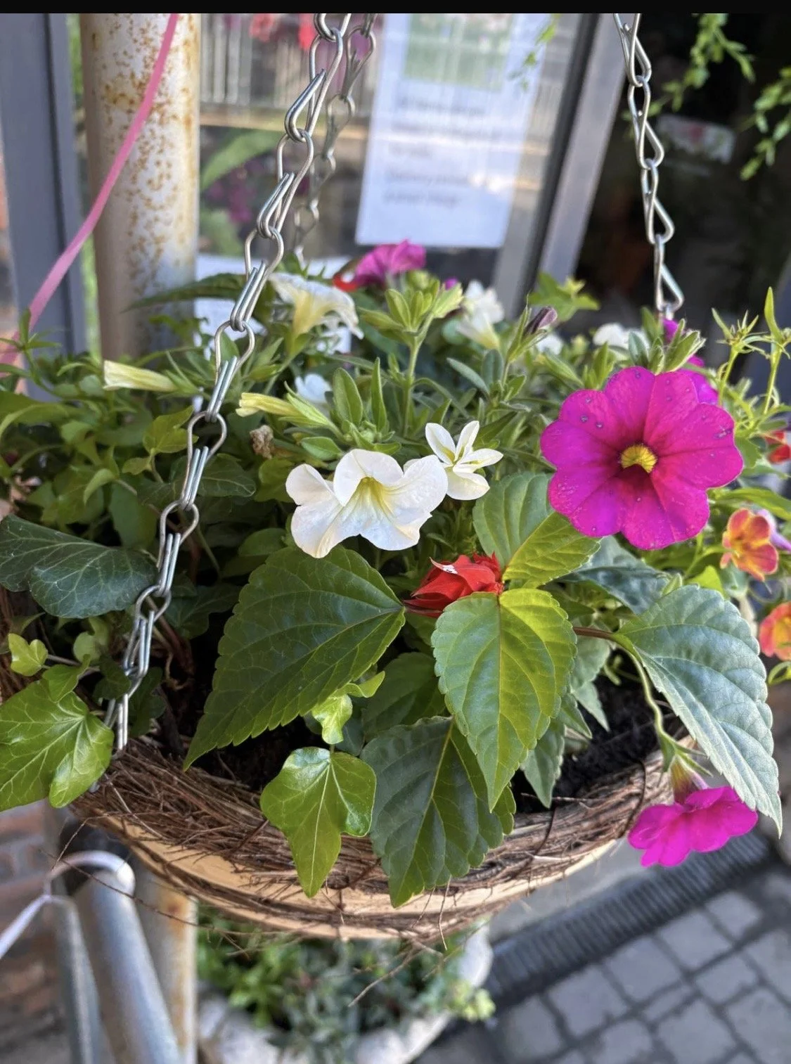 Hanging Basket