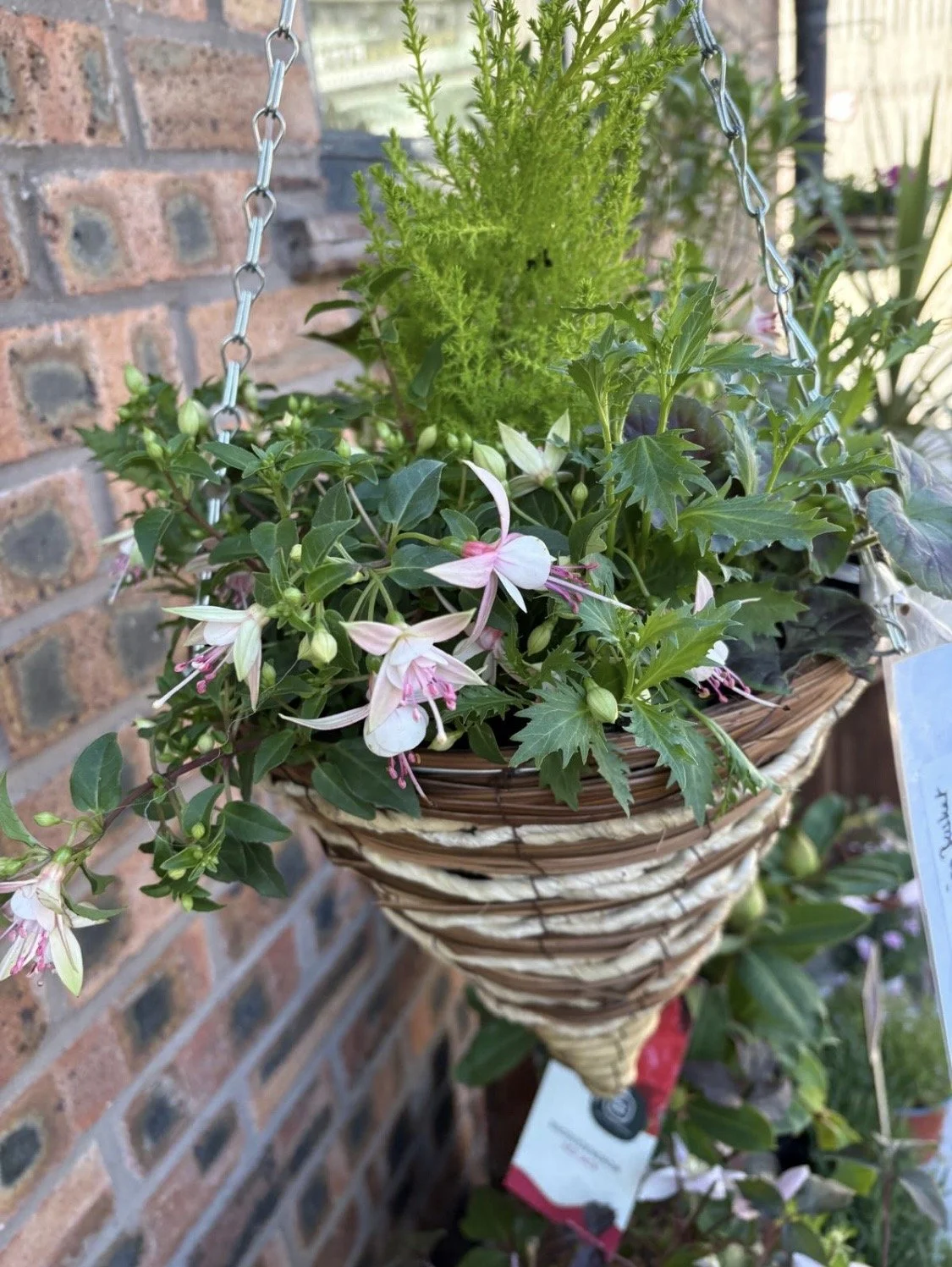 Hanging Basket