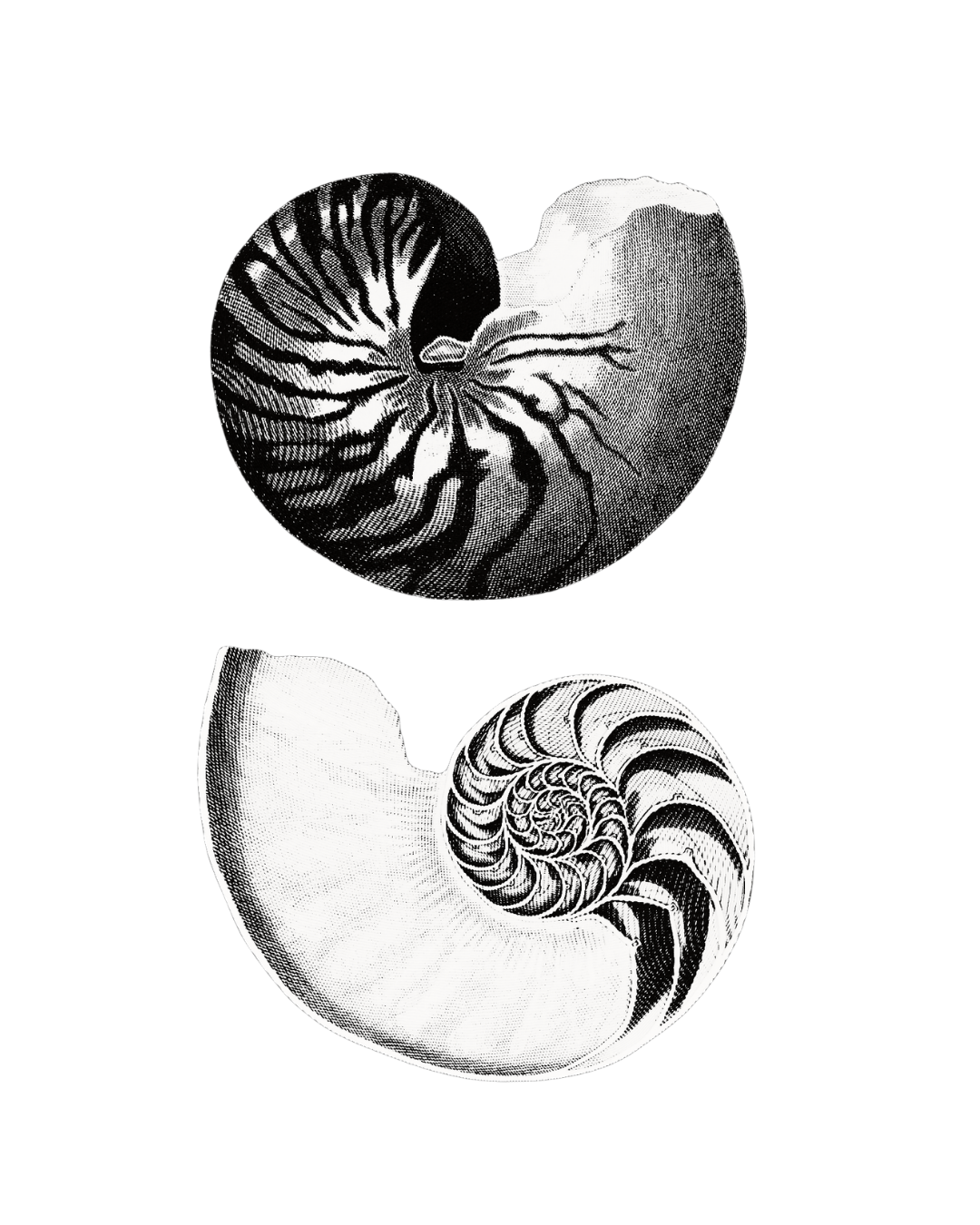 Black and white artistic illustrations of two seashells with intricate swirl patterns, one resembling a spiral shell and the other a nautilus shell, set against a black background.