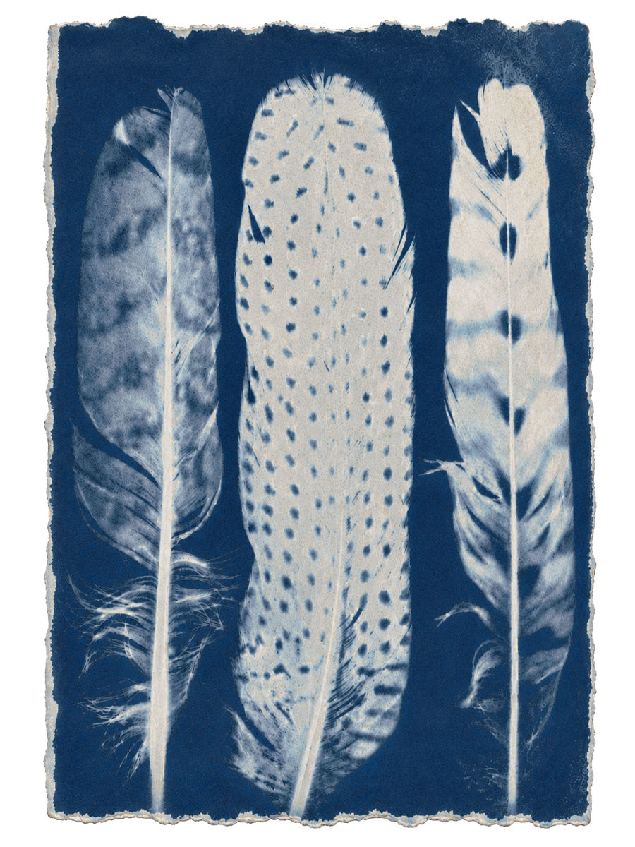 X-ray image of three feathers, showing internal structures and pattern details.