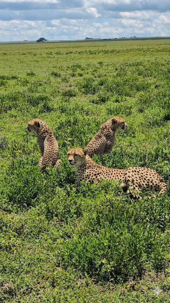Serengeti Signature