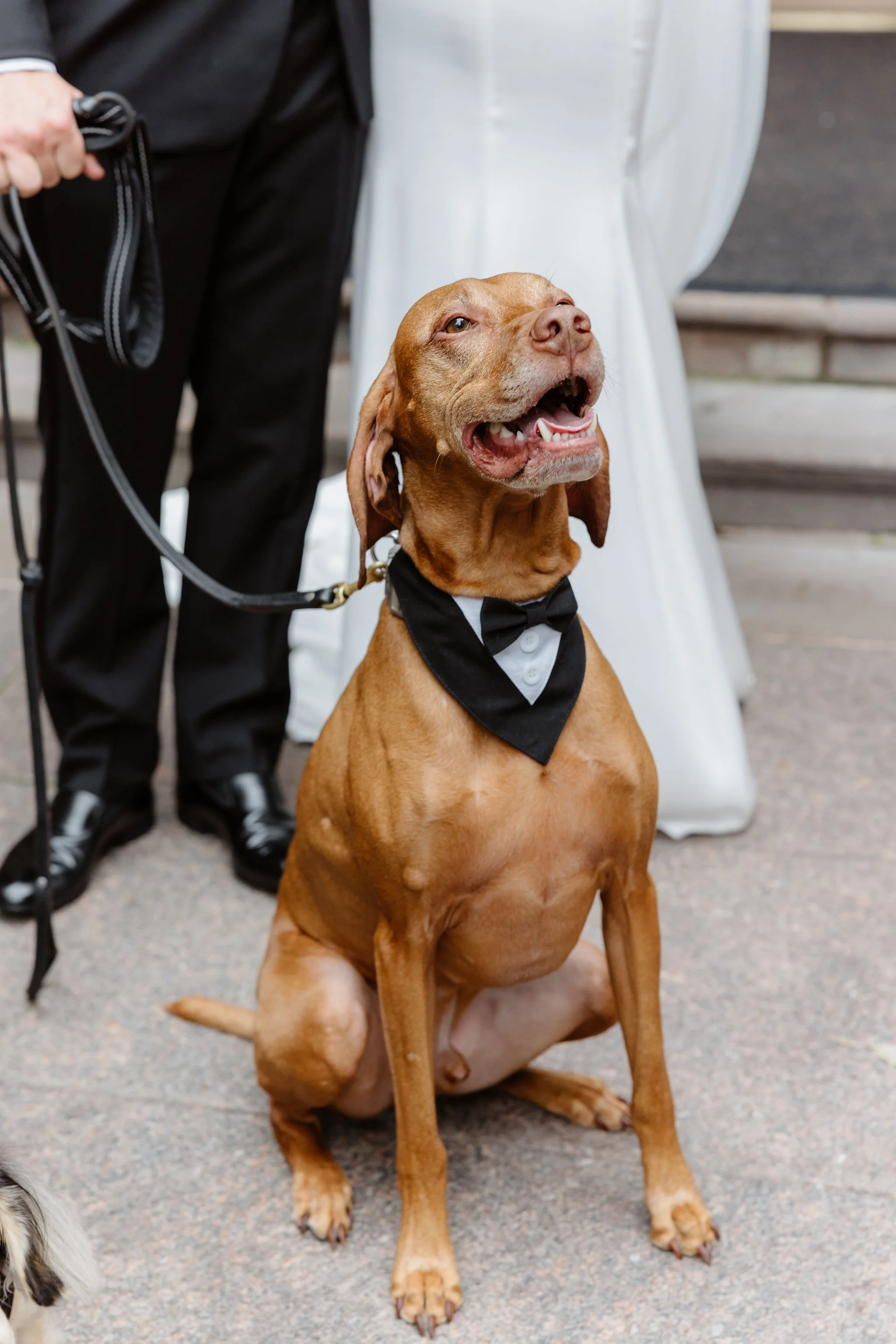 A brown dog wearing a black tuxedo with a bow tie, sitting on a paved surface at an outdoor event.