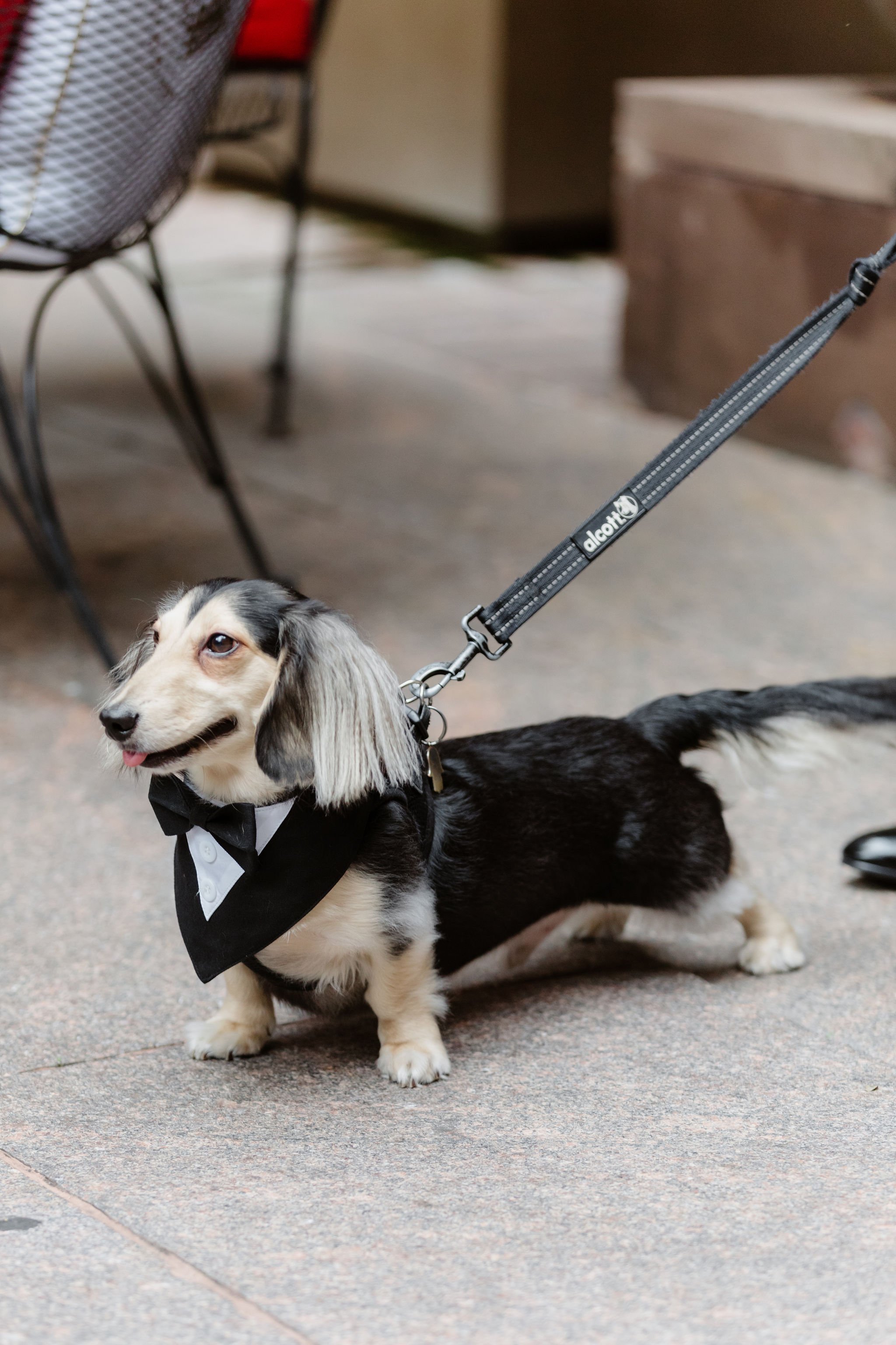 A long-haired dachshund wearing a tuxedo and bowtie, standing on a sidewalk with a leash attached, with outdoor furniture and a wooden structure in the background.