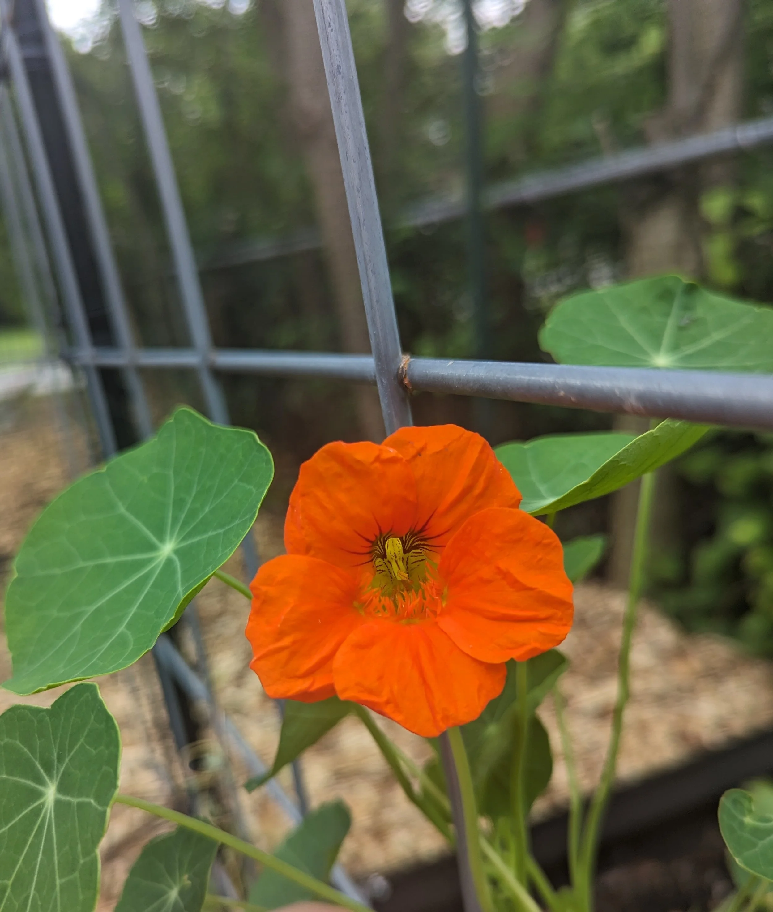 Nasturtium