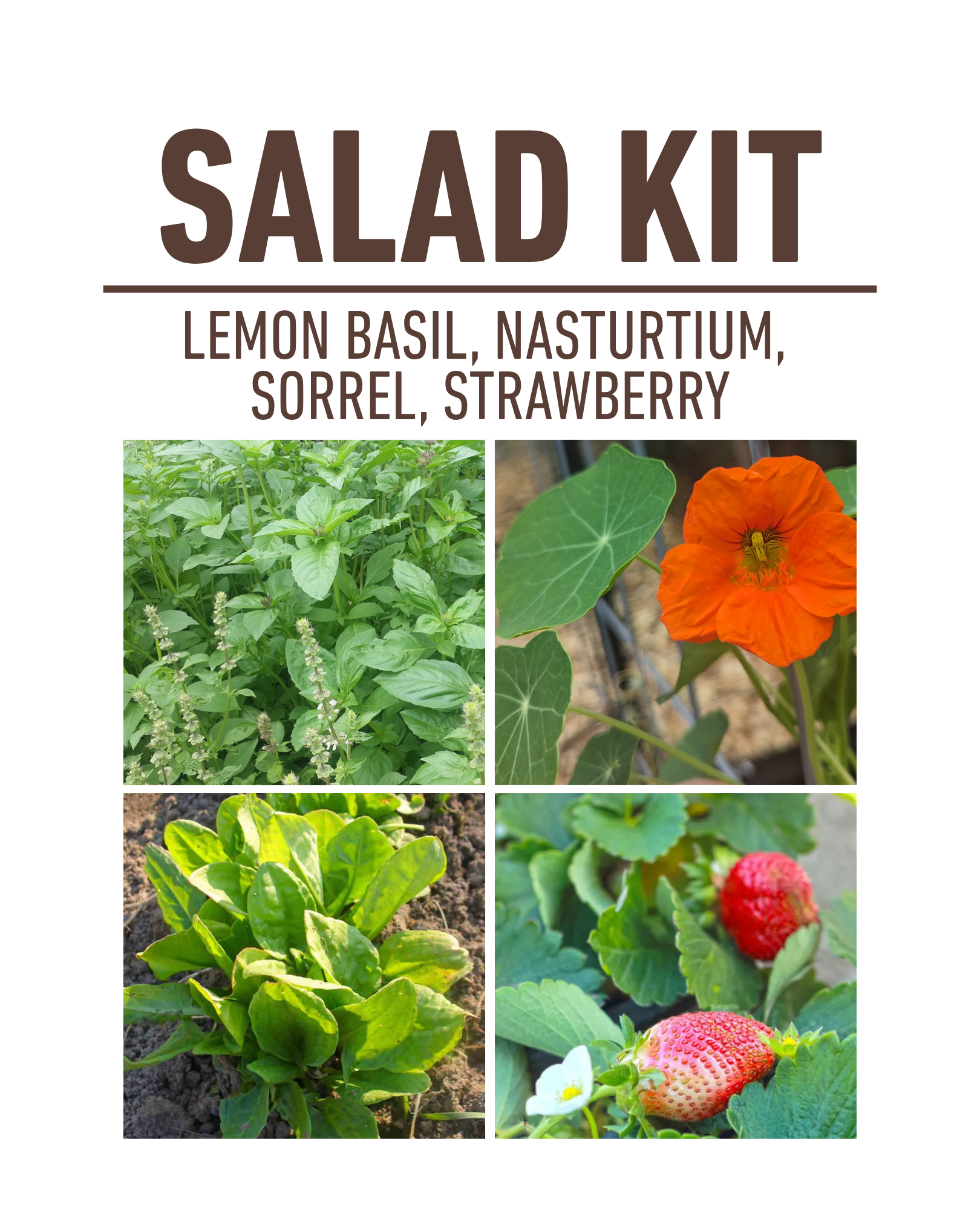Salad Container Garden