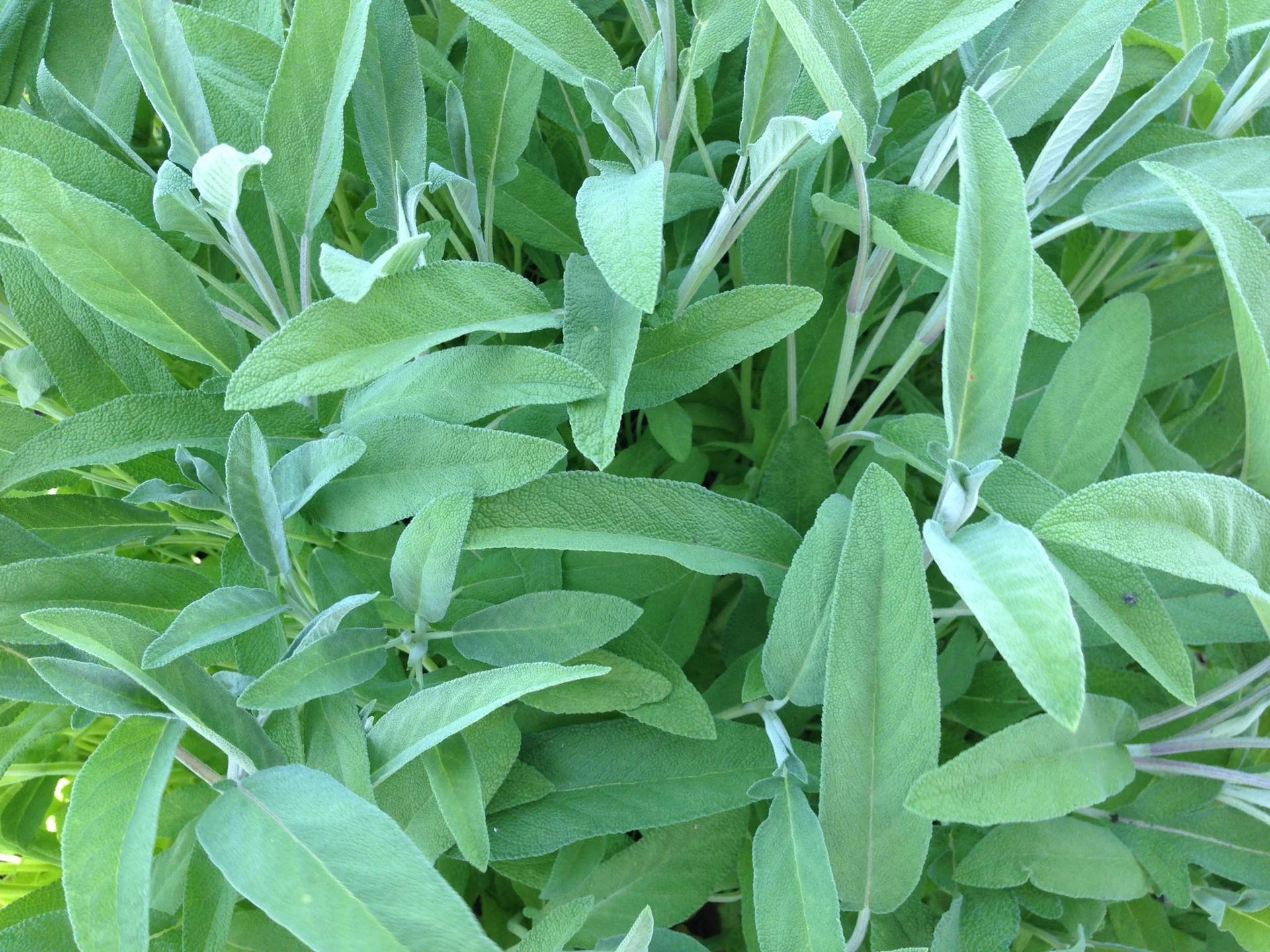 Sage