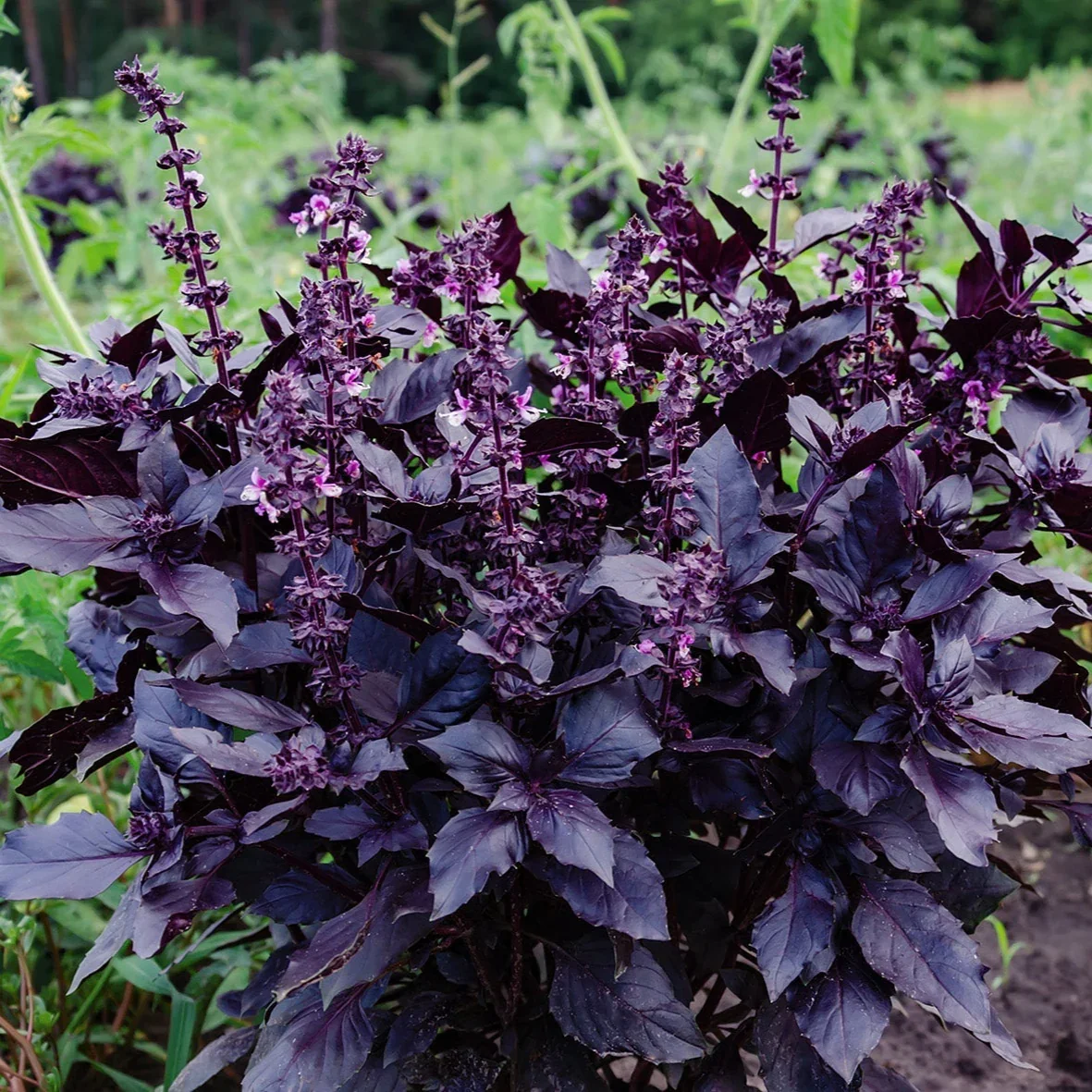 Purple Basil