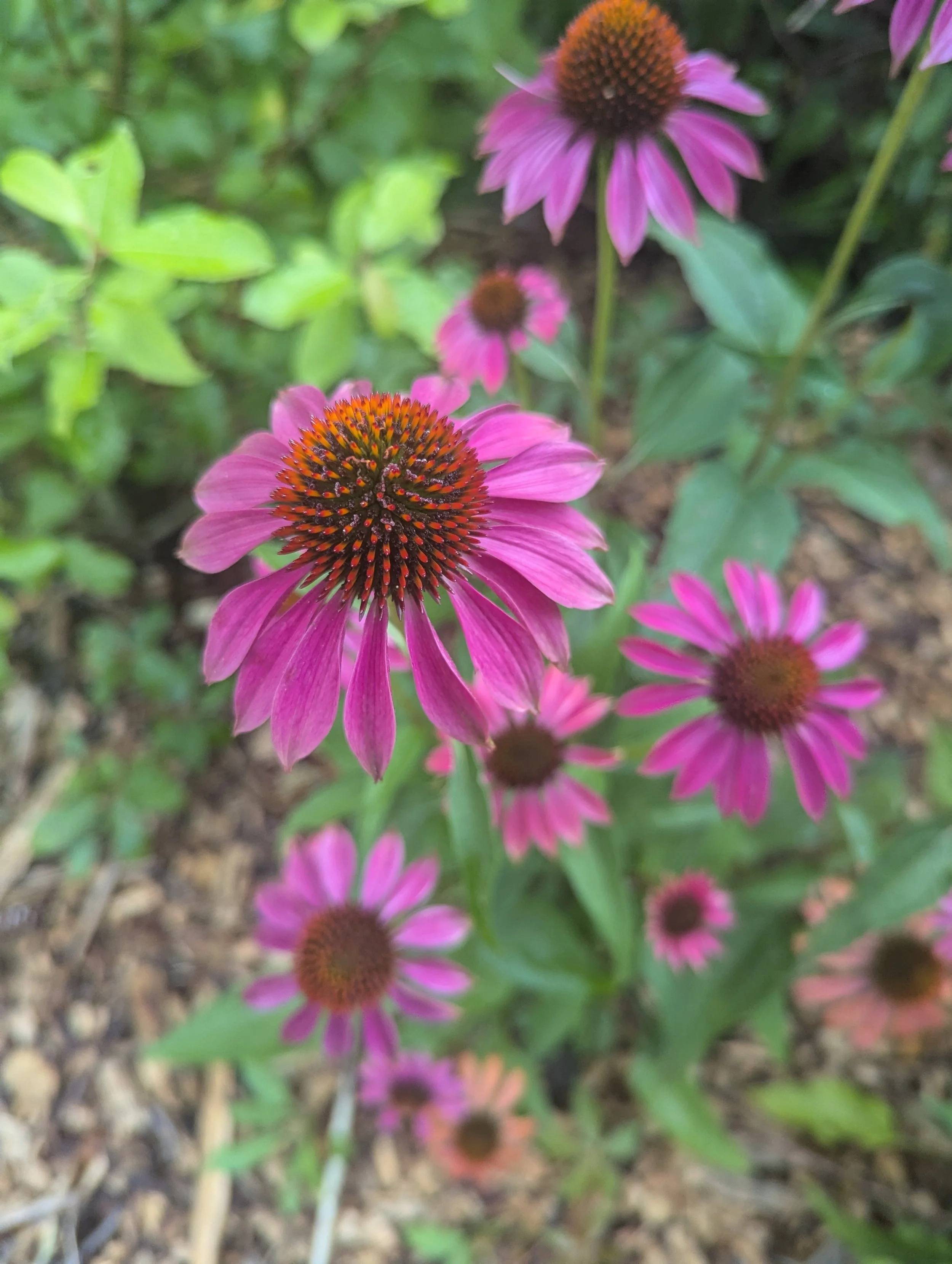 Echinacea