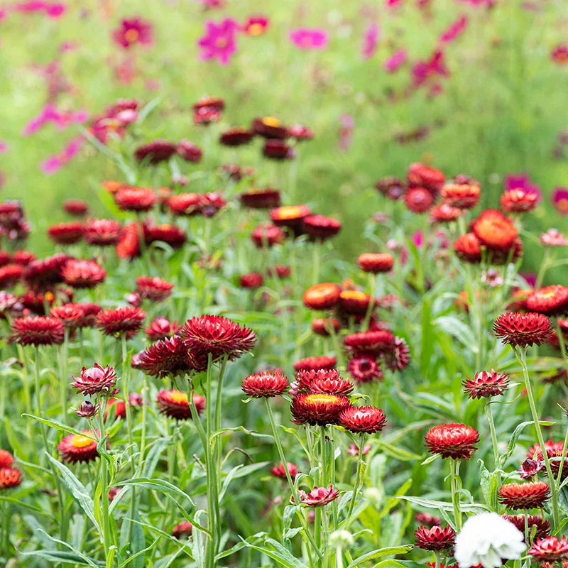 Strawflower